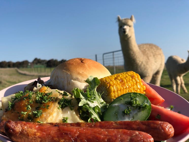 Lunch with the Llamas