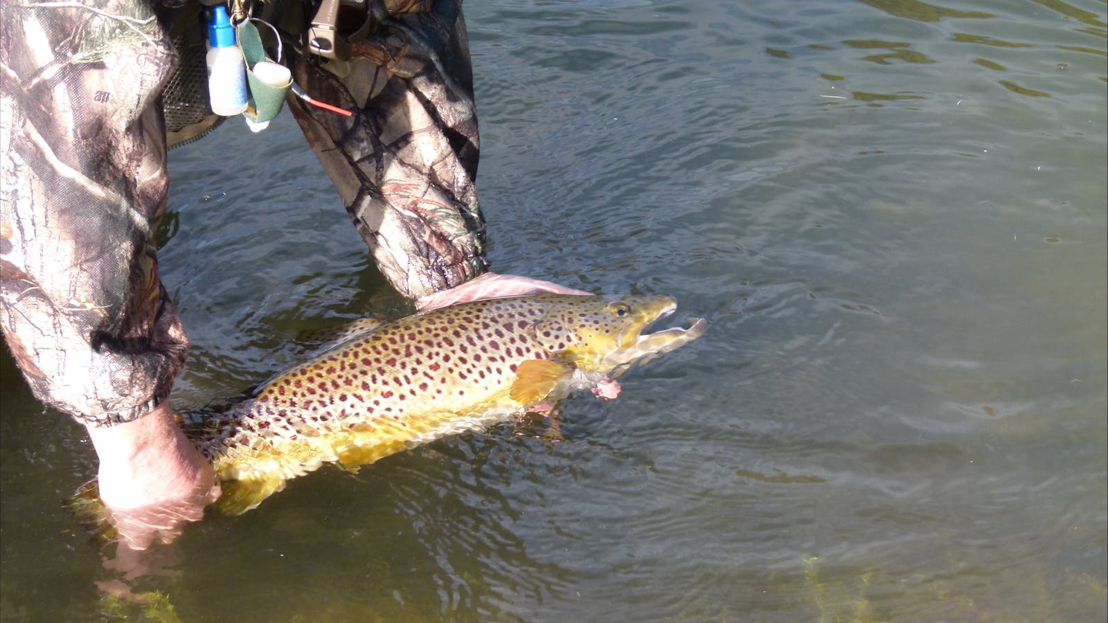 Rainbow Springs Fly Fishing School