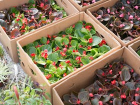 Yamba Farmers Markets - sweeties