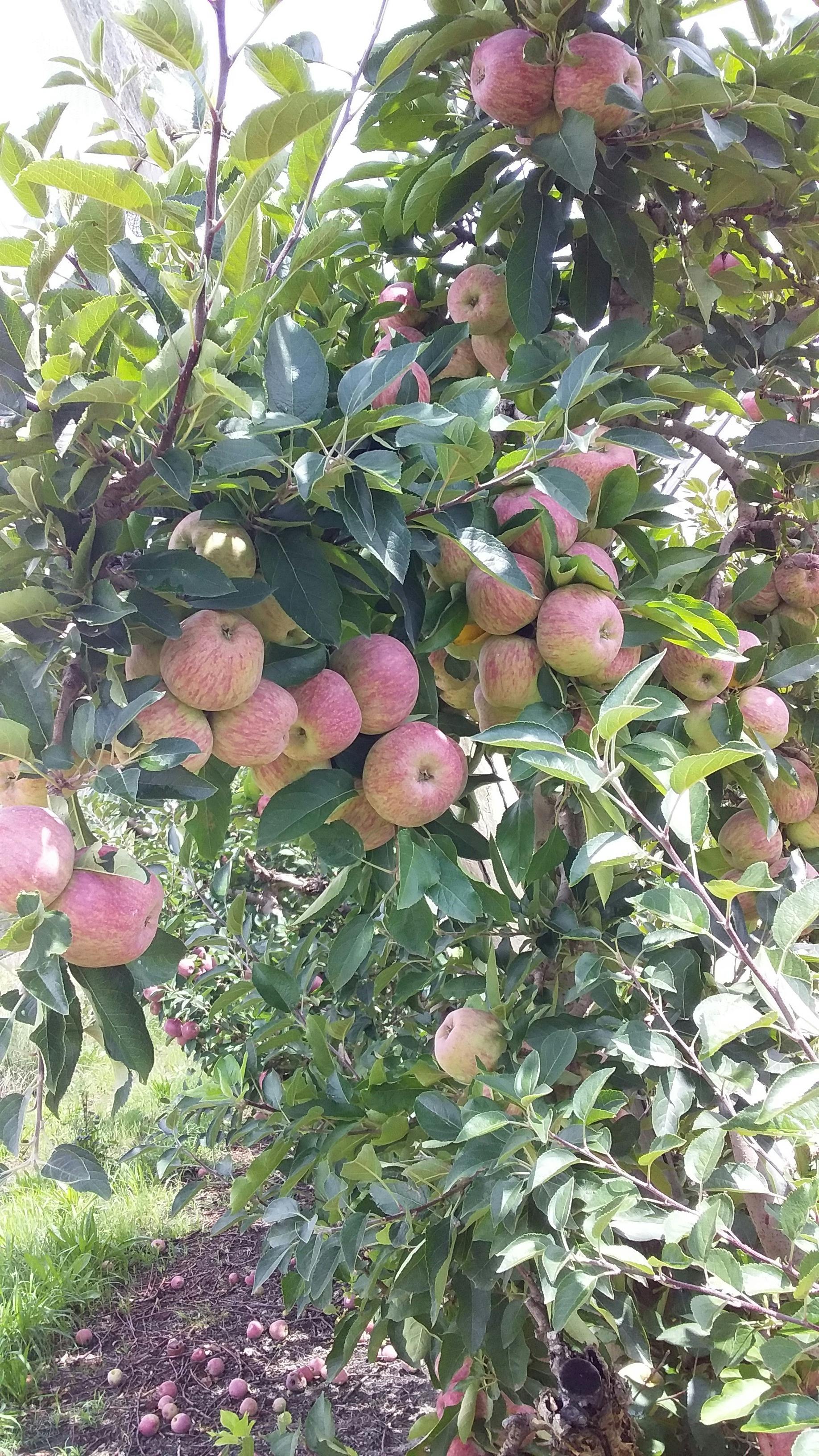 apples on the tree