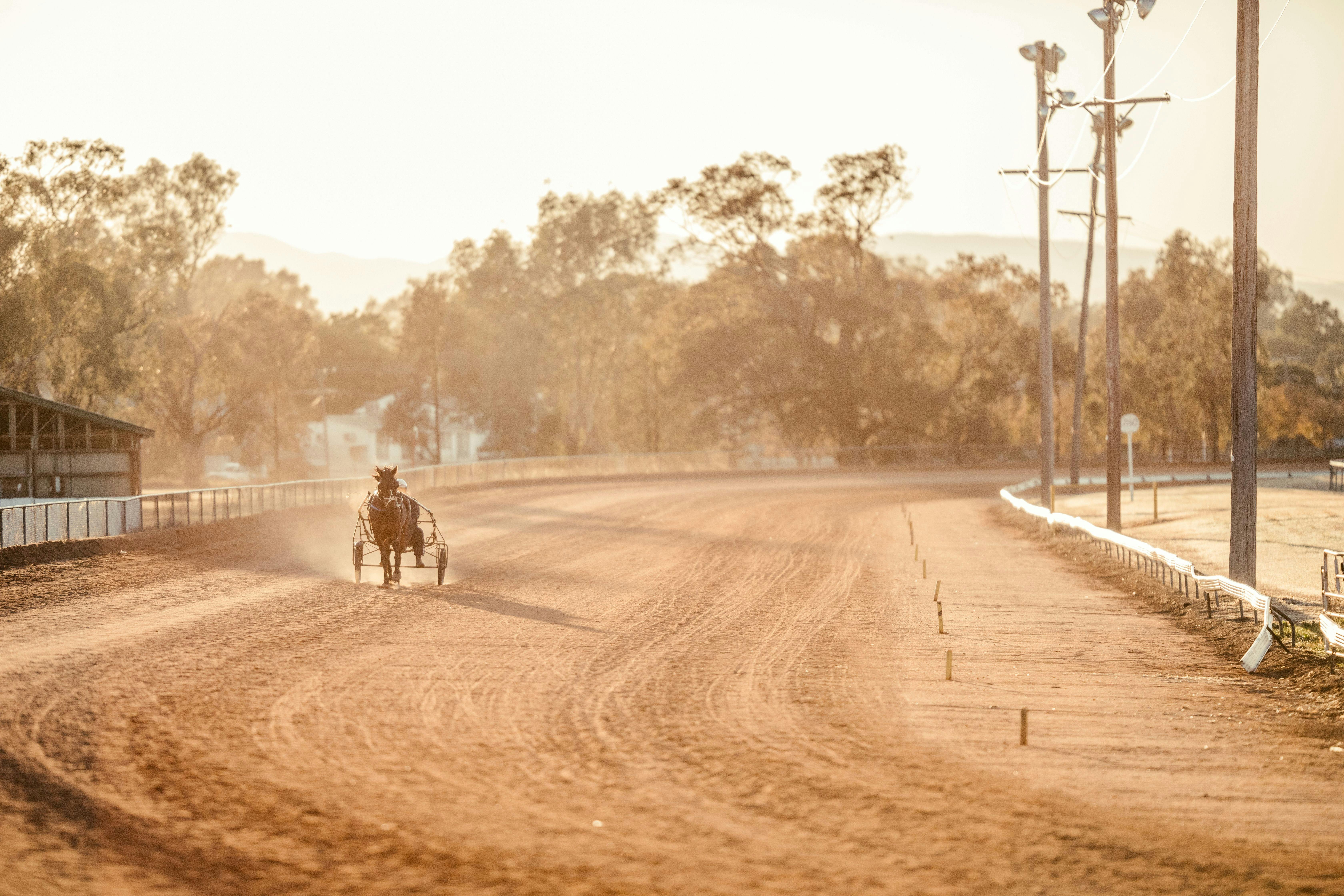 馬匹在賽場賽道上