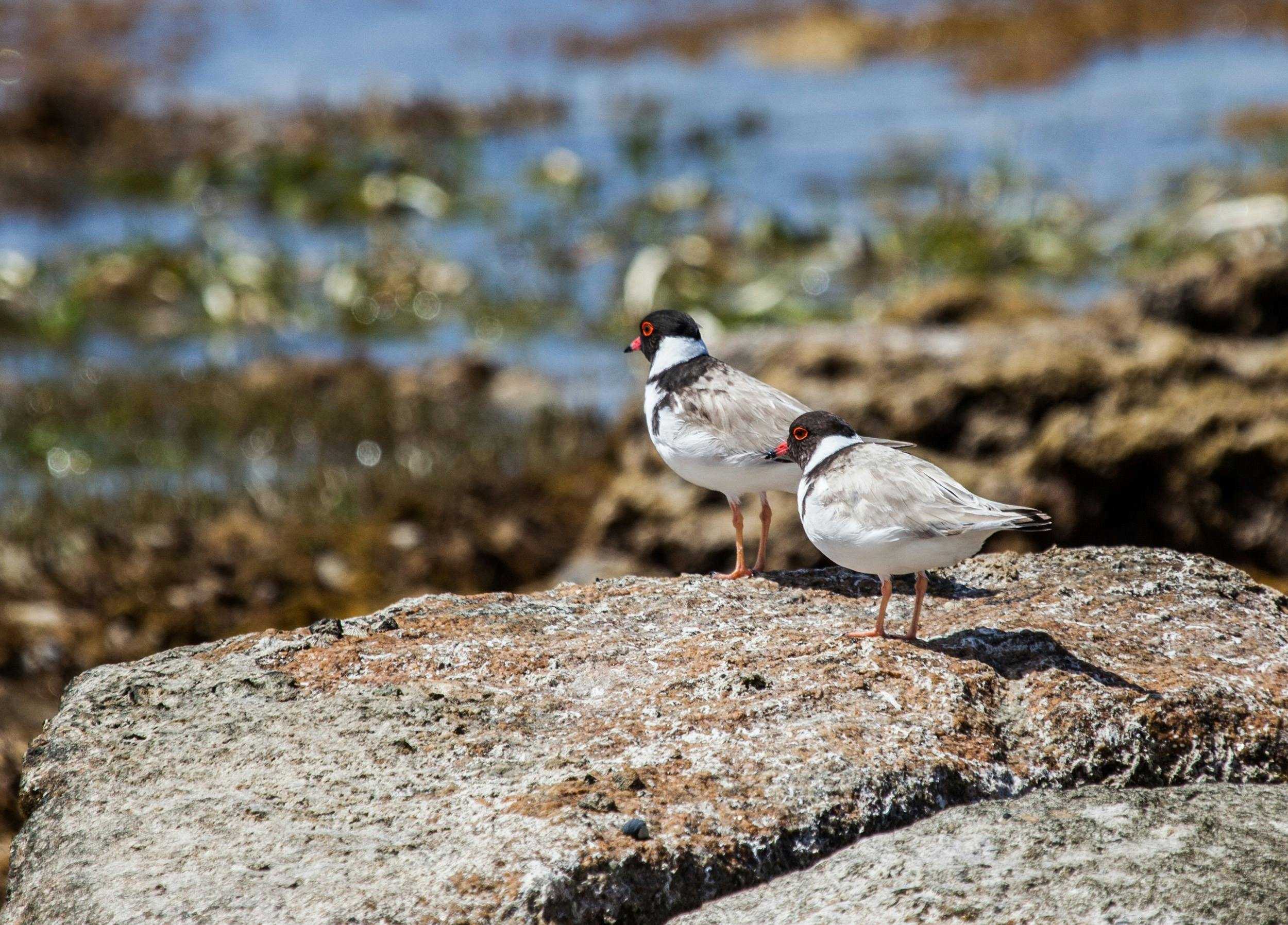 Hooded Plovers