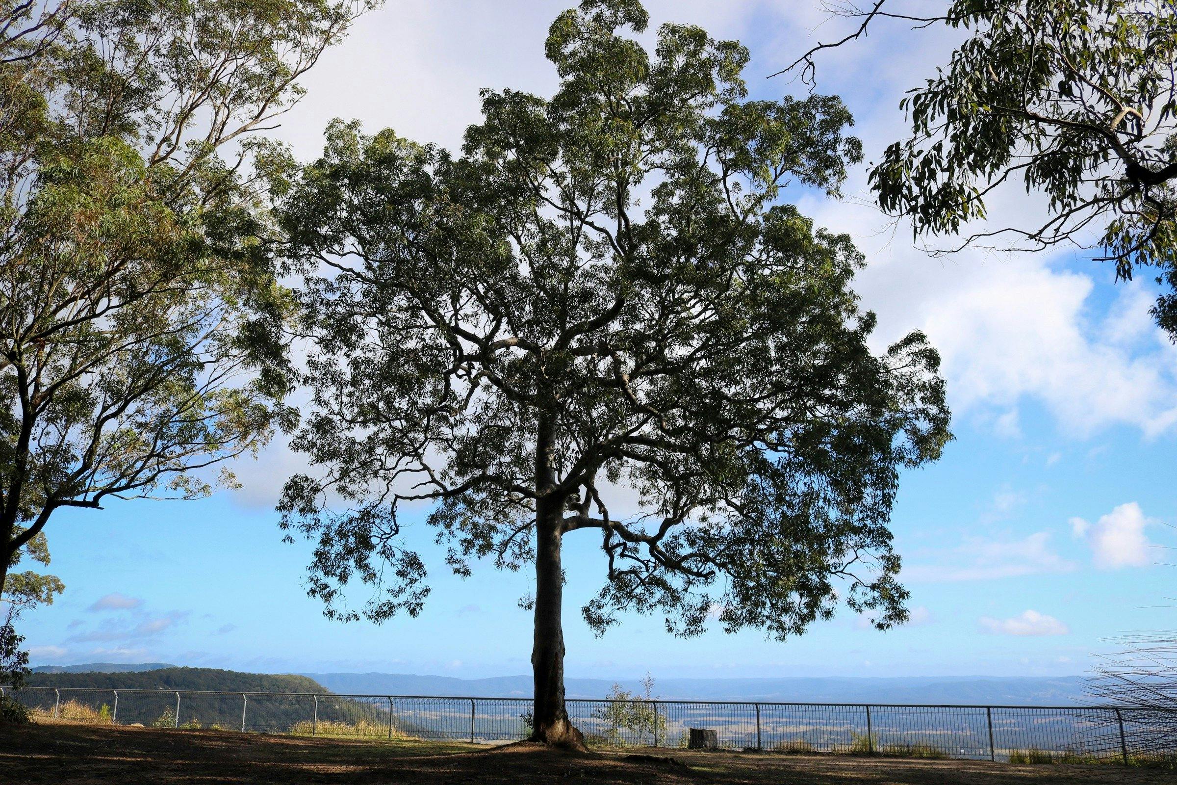One of three lookouts in the Watagans