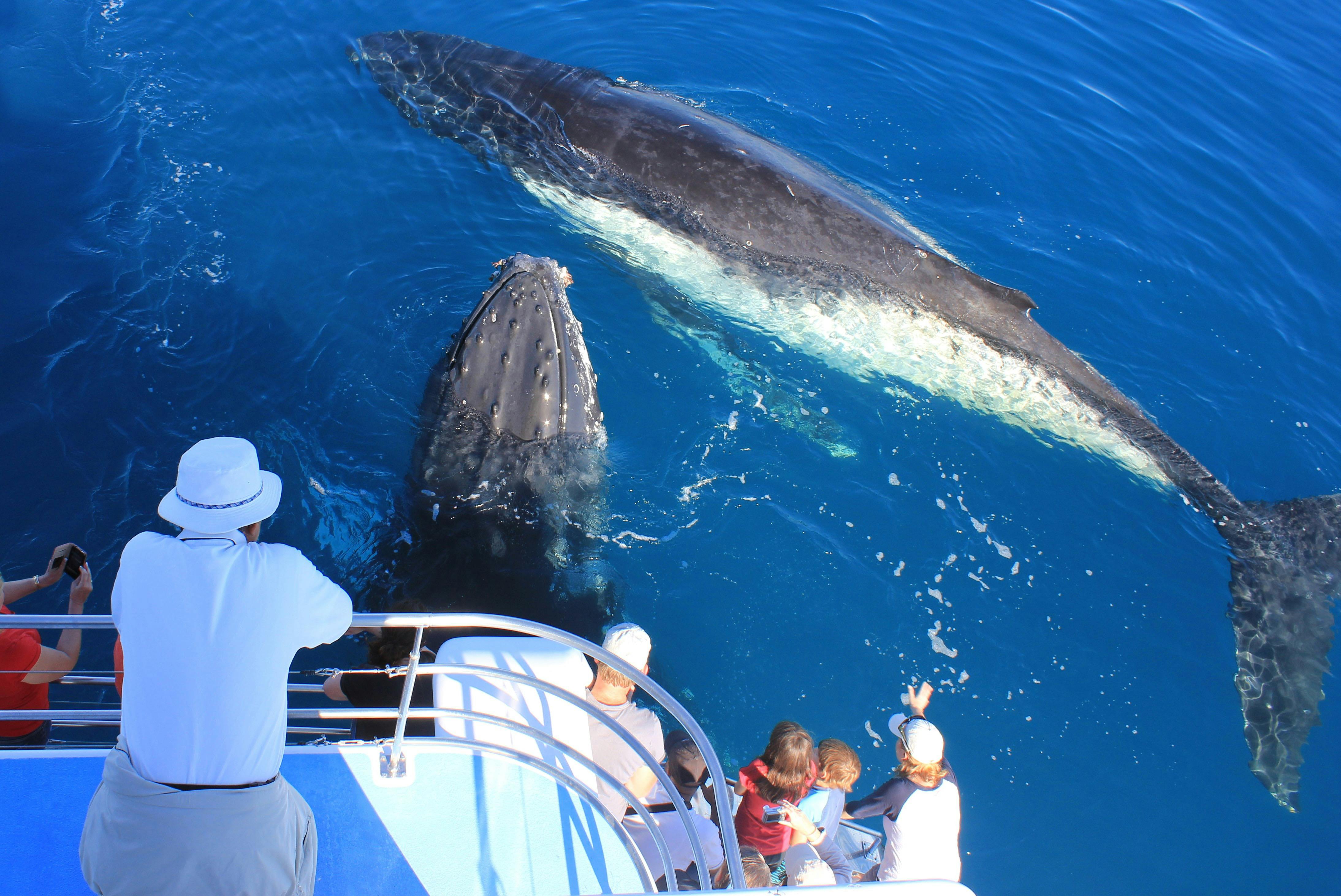 Close encounter with two whales