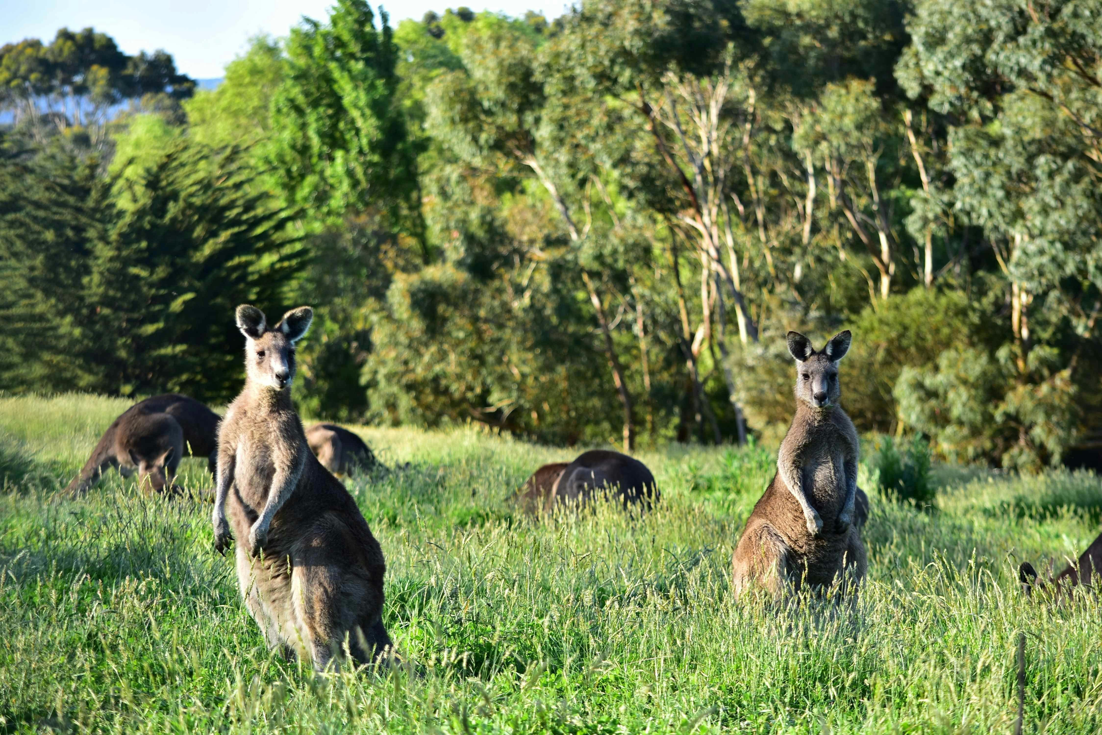 Great Ocean Road Wildlife Park Animal Encounters and Dingo Education