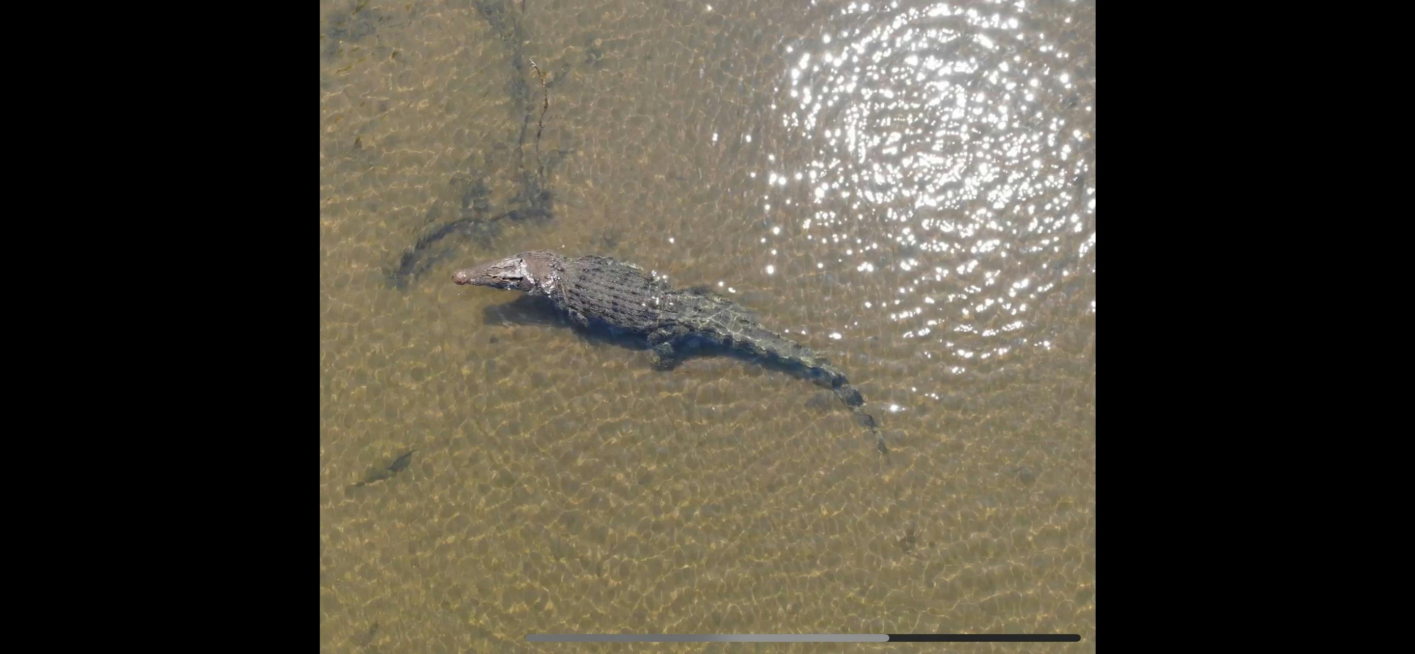 Our local crocodile Boofhead