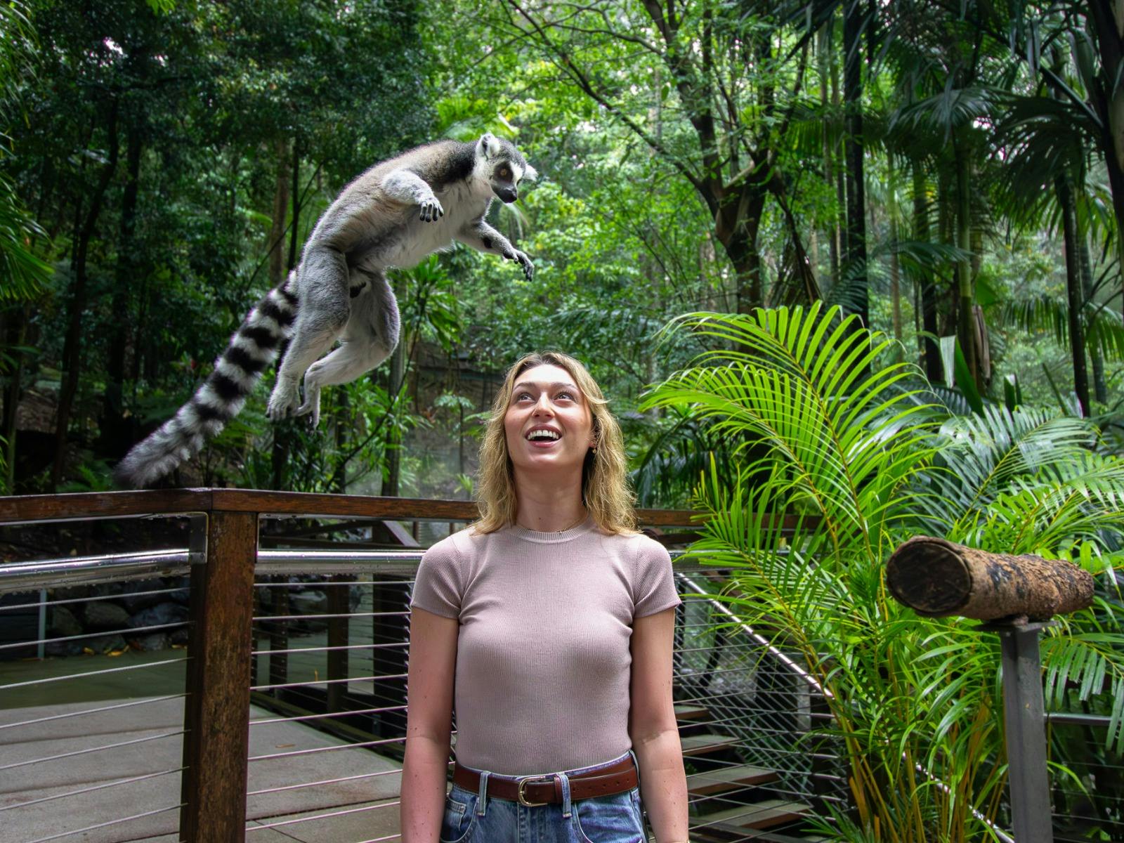 Watch the Lemurs leap into action