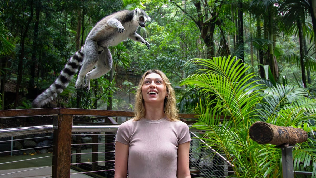 A ring-tailed lemur leaping over the head of a young woman watching excitedly.