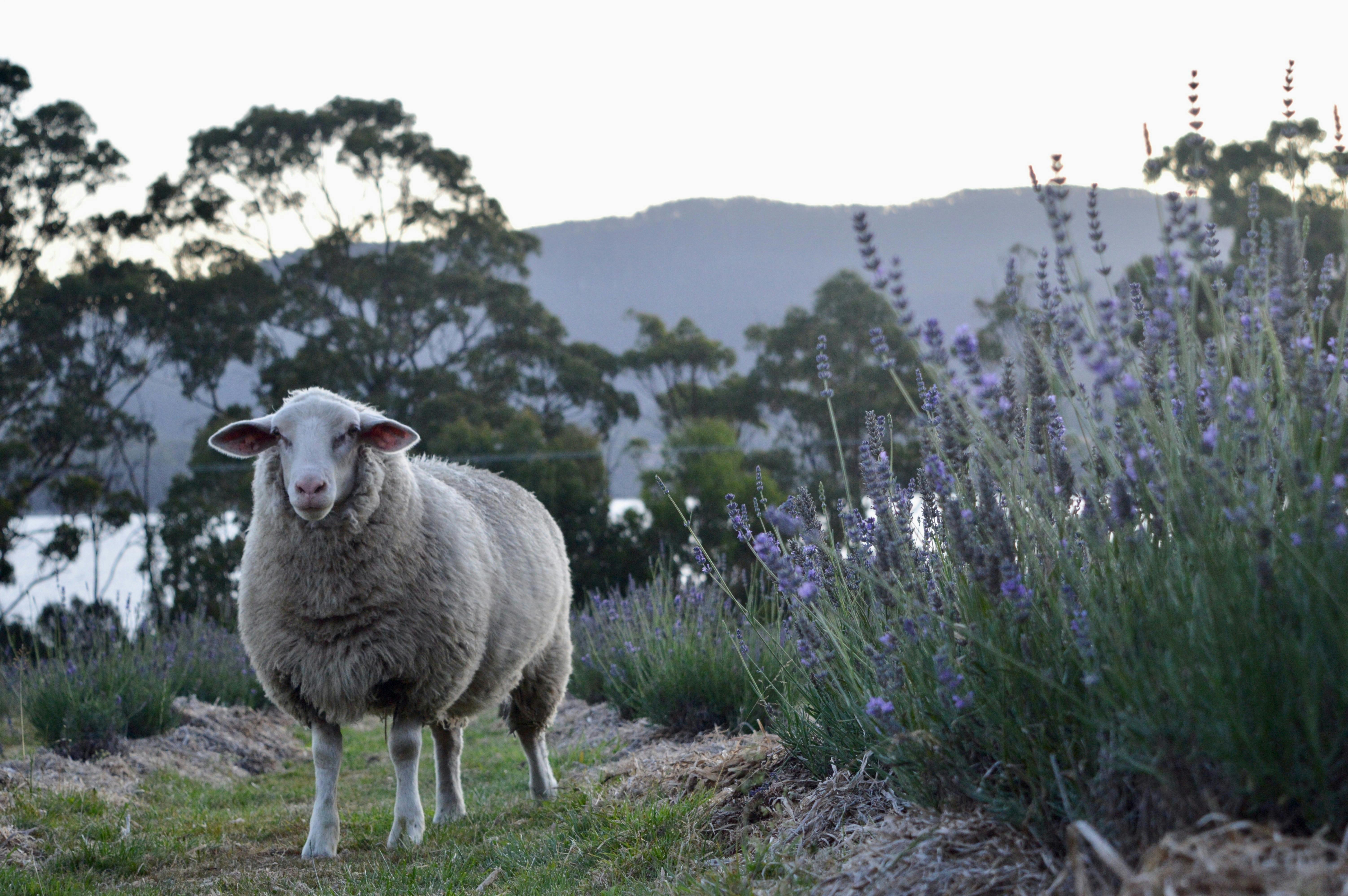 Lavender Goat Farm