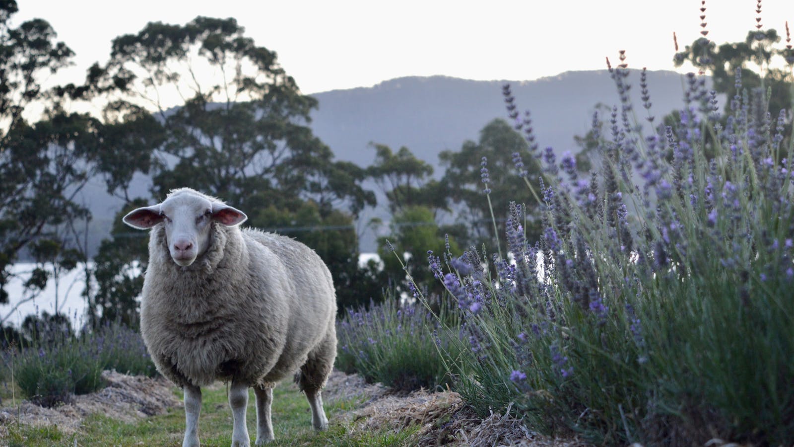 Sheep at dusk in the lavender field