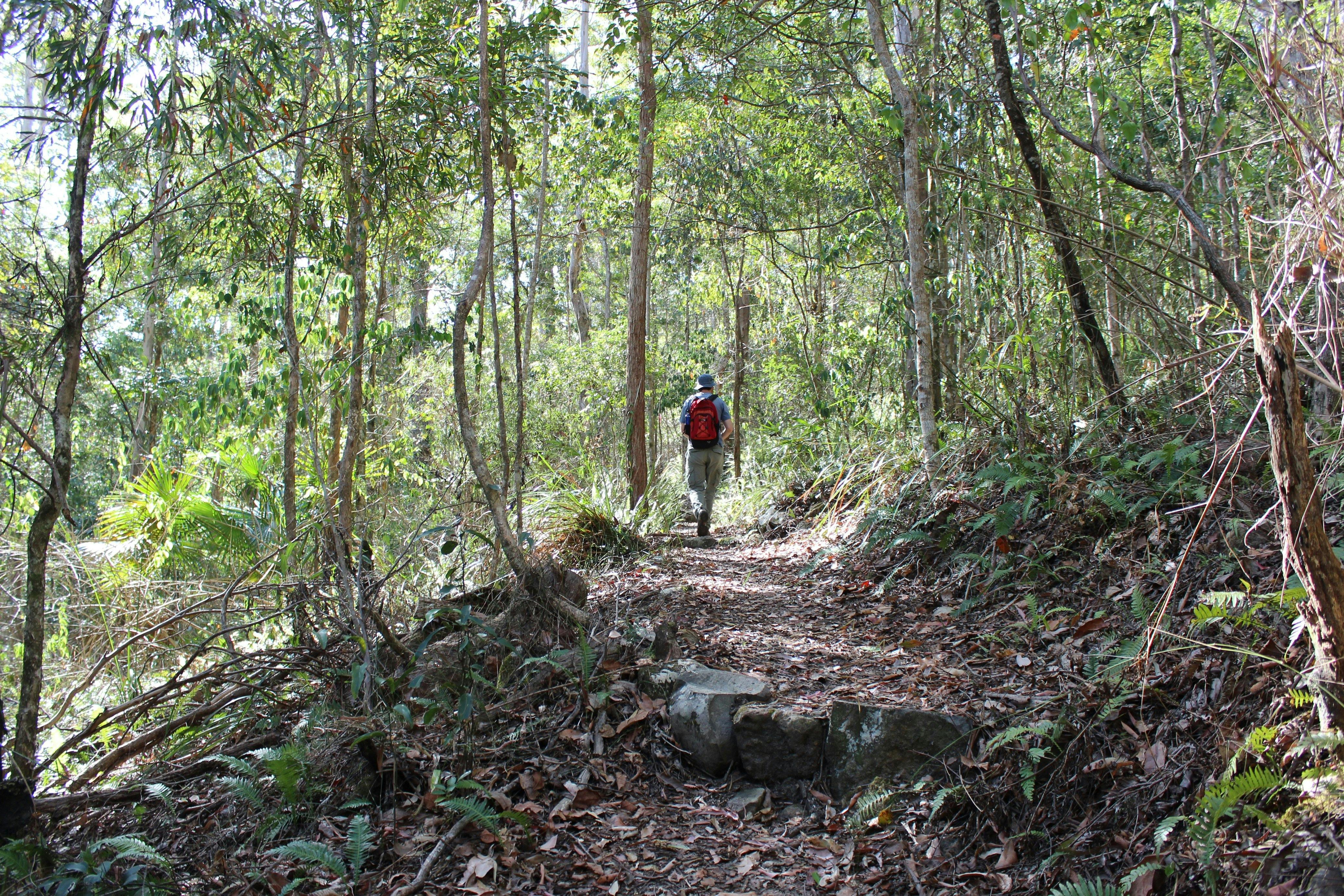 Morelia Walking Track D Aguilar National Park