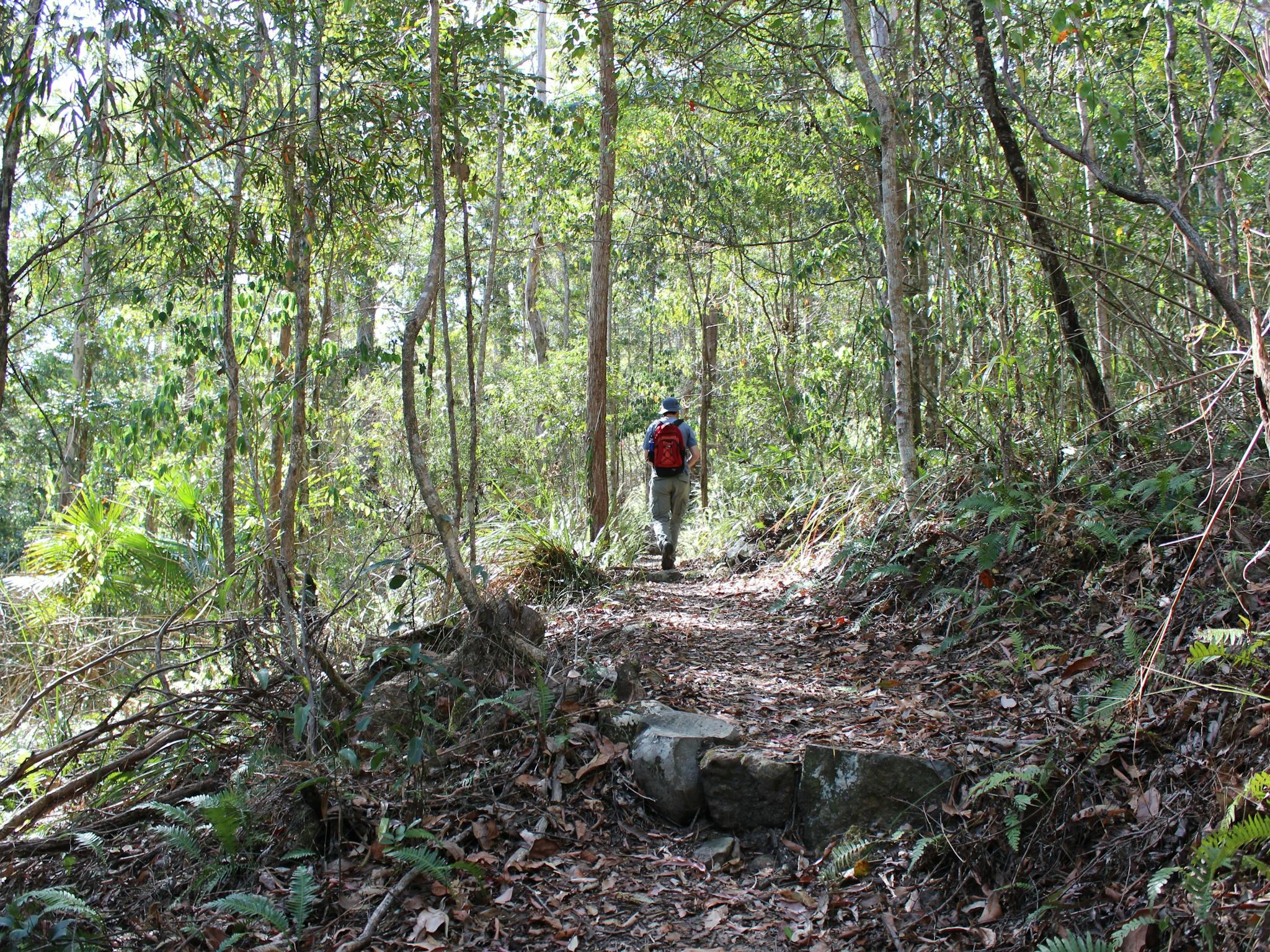 Morelia Walking Track D Aguilar National Park Morelia Walking Track D Aguilar National Park
