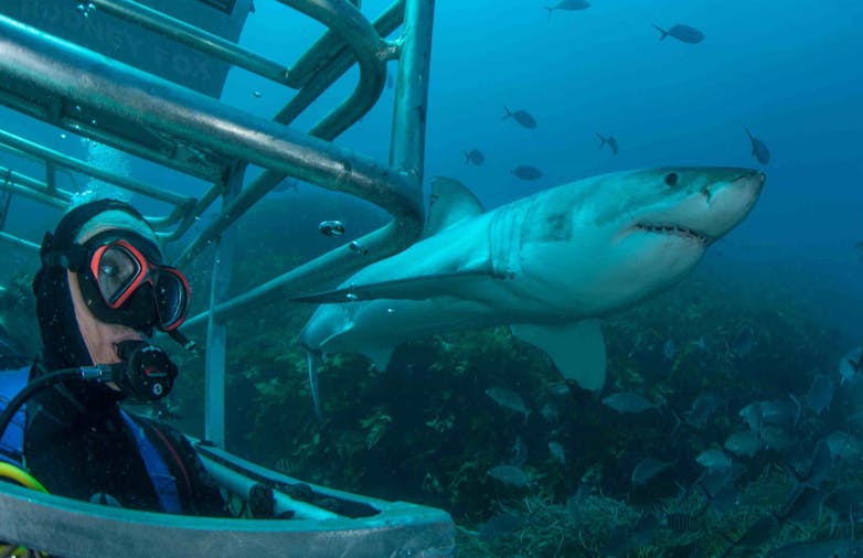Great White Shark Expedition 5 Nights
