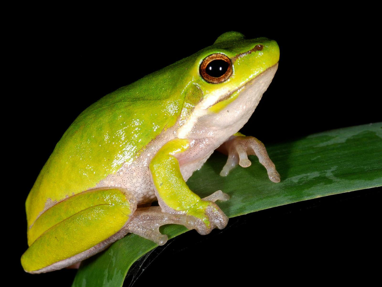 Image for Australia's Vanishing Frogs NSW
