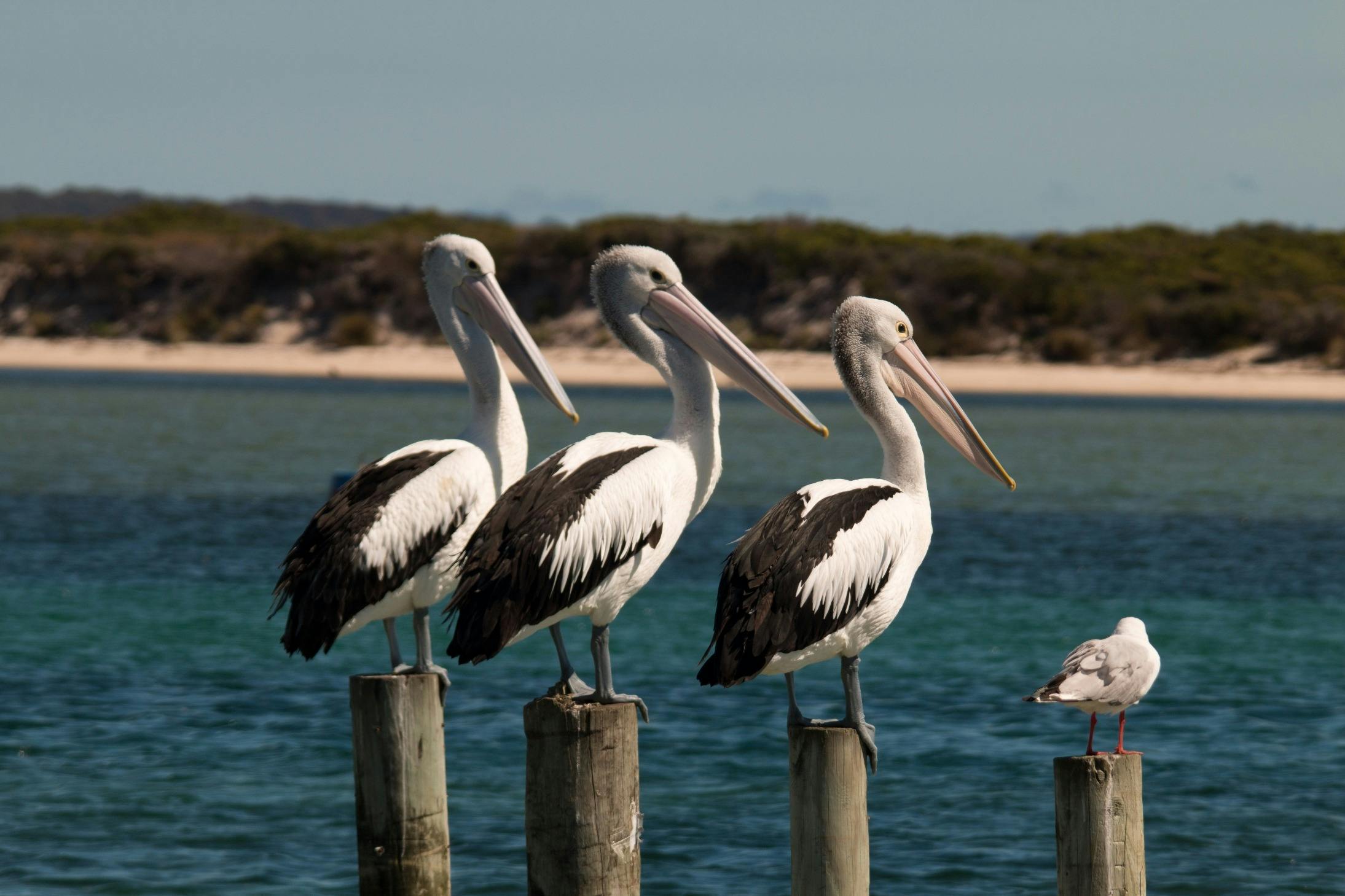 Pelicans and seagull on poles at Musselroe Bay