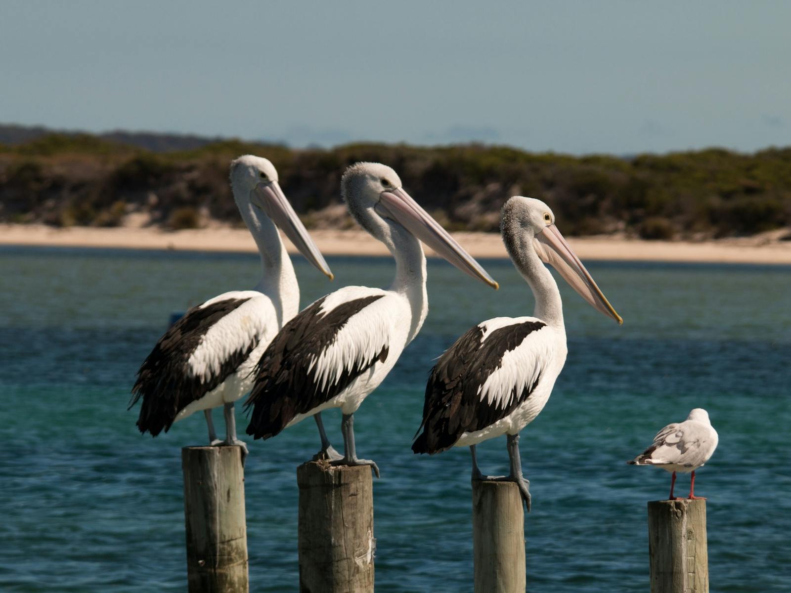 Pelicans and seagull on poles at Musselroe Bay