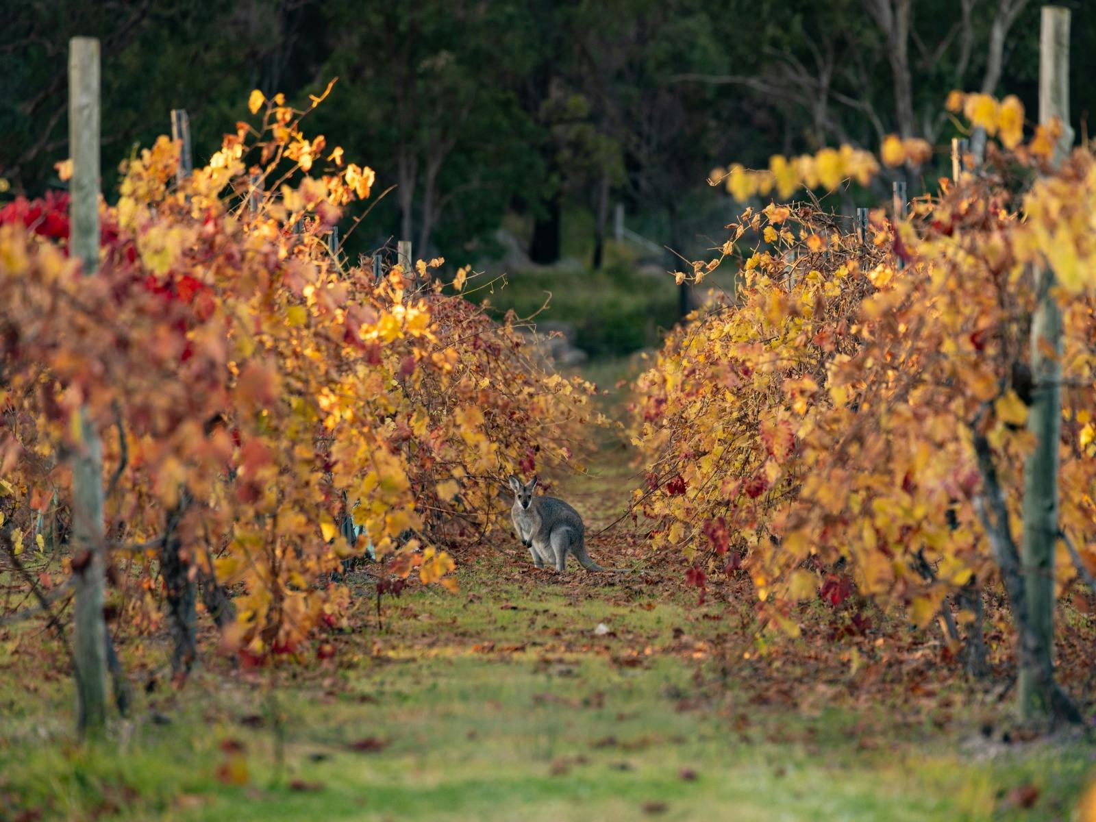 Wallaby in the vines at Balancing Heart Vineyard on the Granite Belt