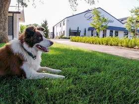 Plenty of room on our large lawn for the kids and dog to have a run around.