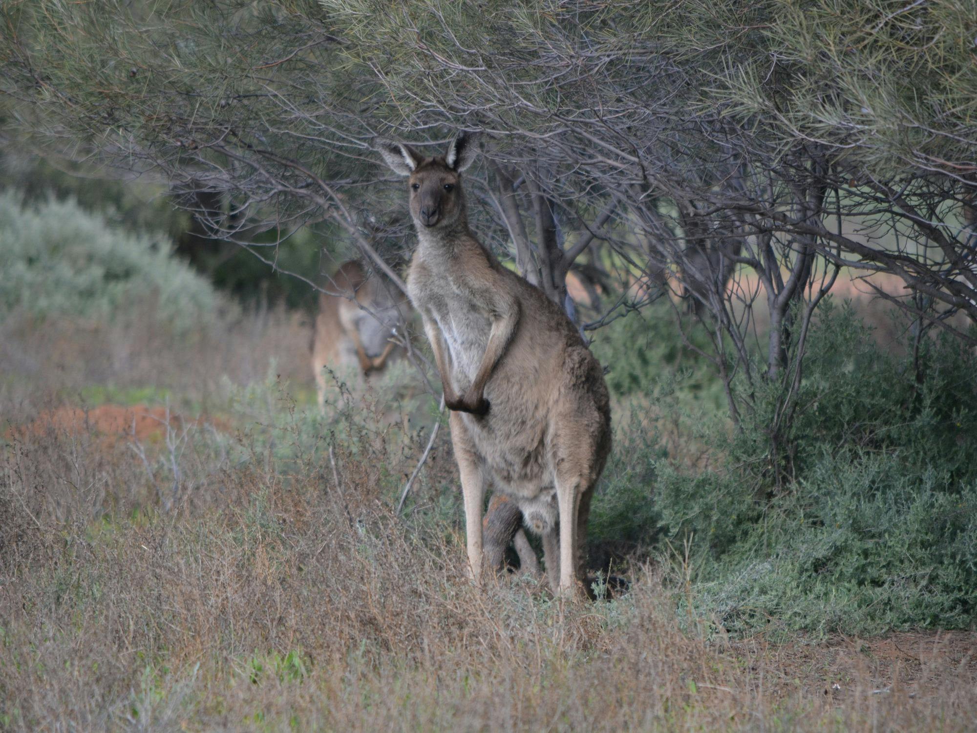 Grey Kangaroo