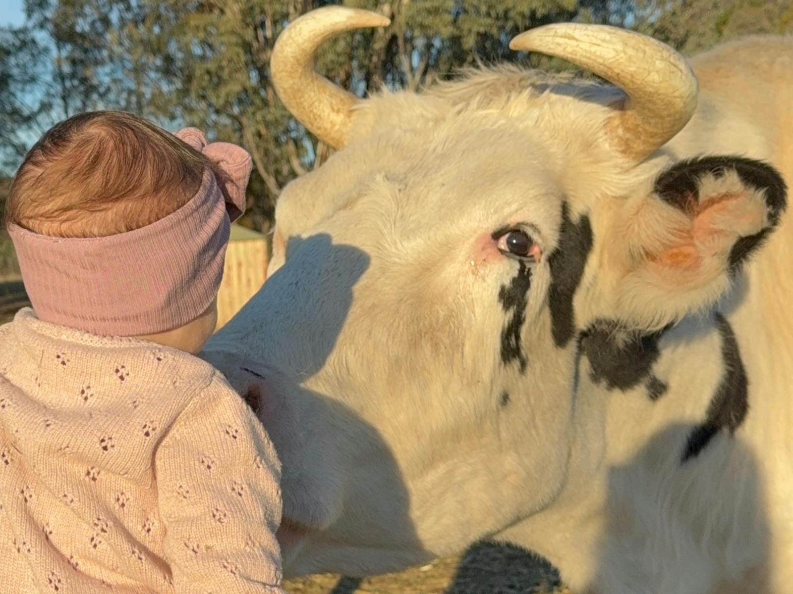 a baby and a cow