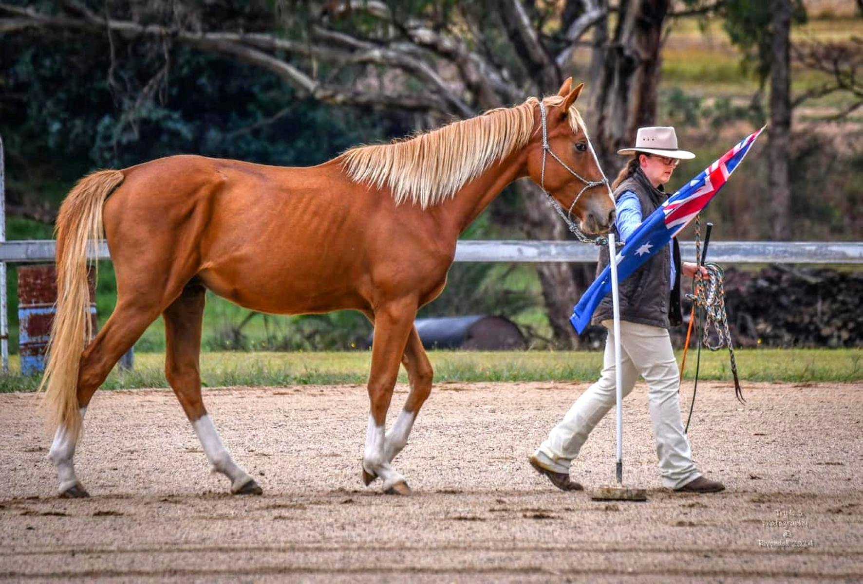 Person leading a brown horse while also holding the Australian flag.