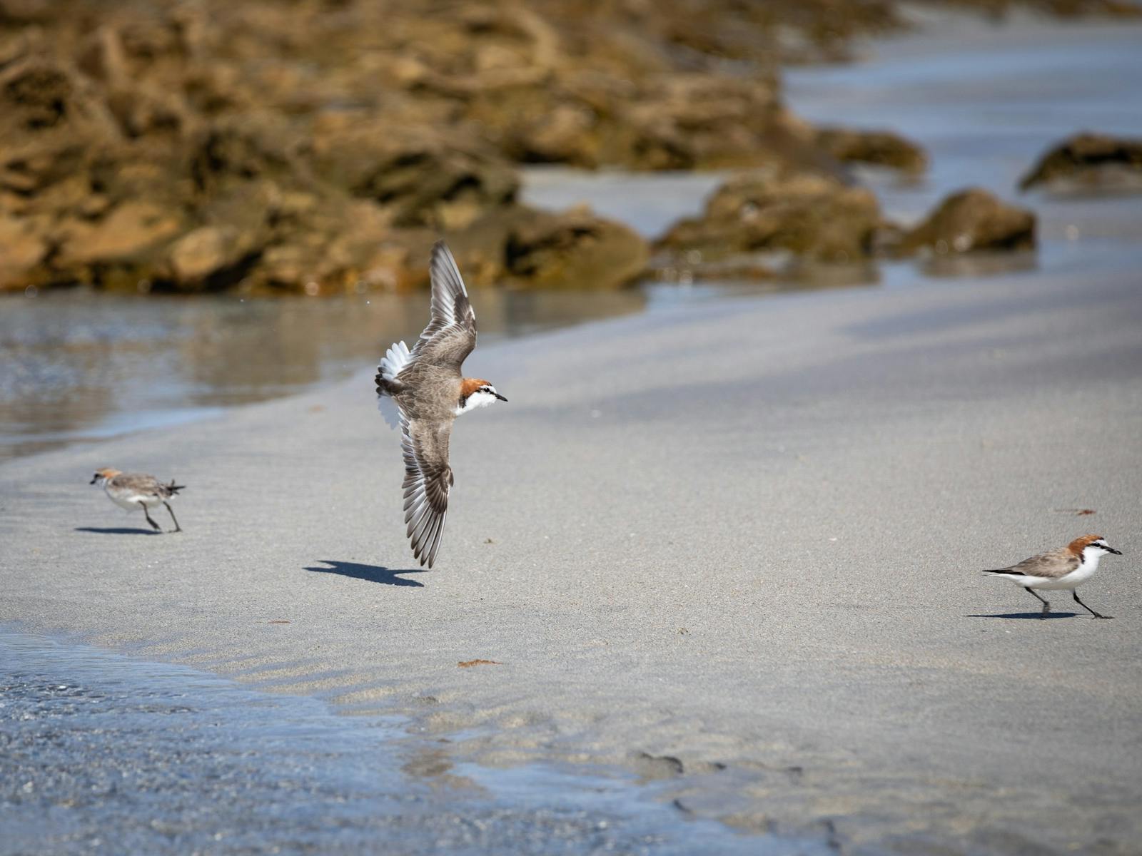 Red-capped Plover in flight with two more plovers scuttling along the shoreline