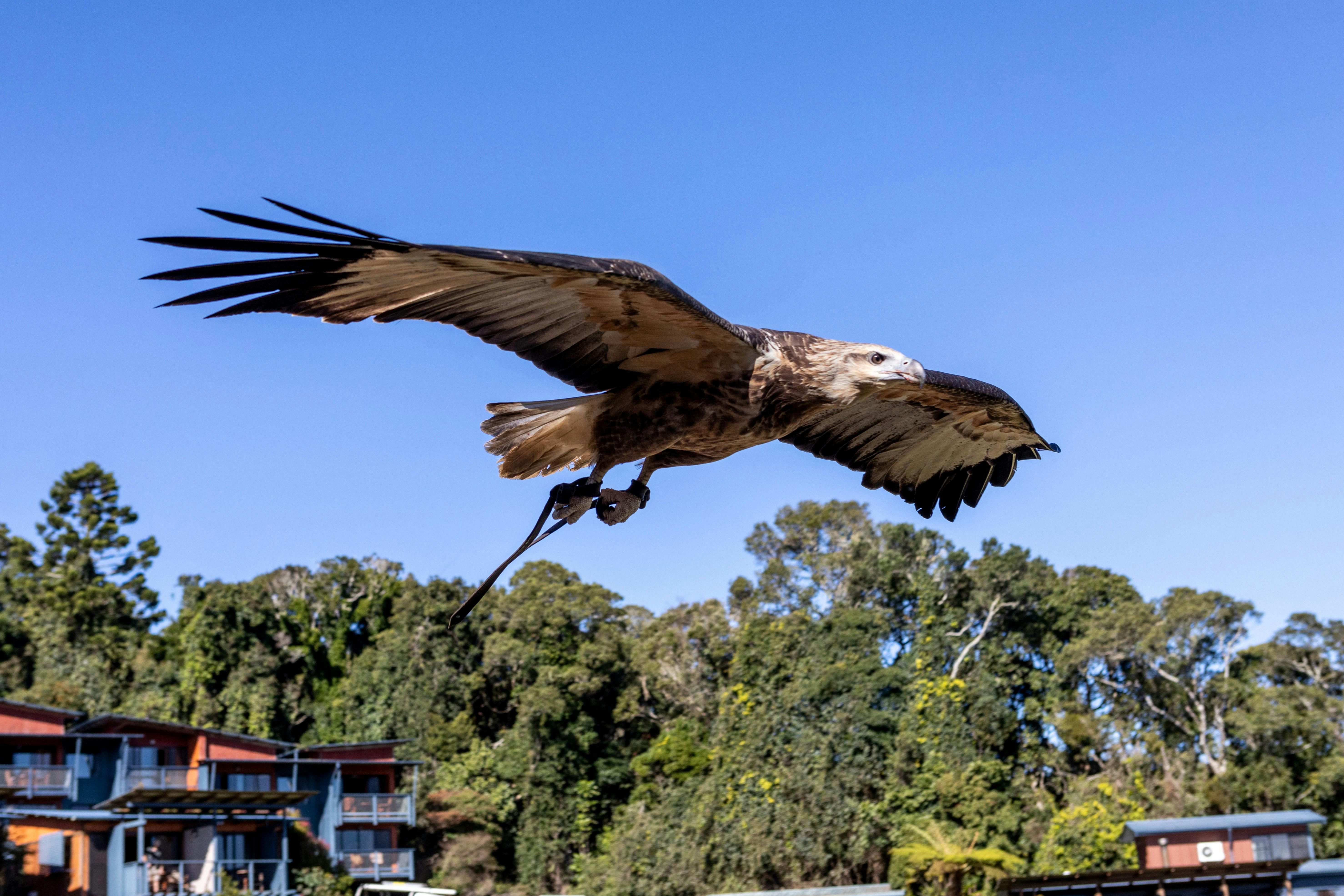 Lamington Day Tour: O’Reilly’s Tree Top Walk, Wildlife & Wine Tasting