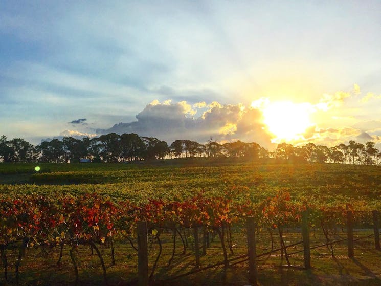 Vineyard at sunset at Johansen Wines Tumbarumba