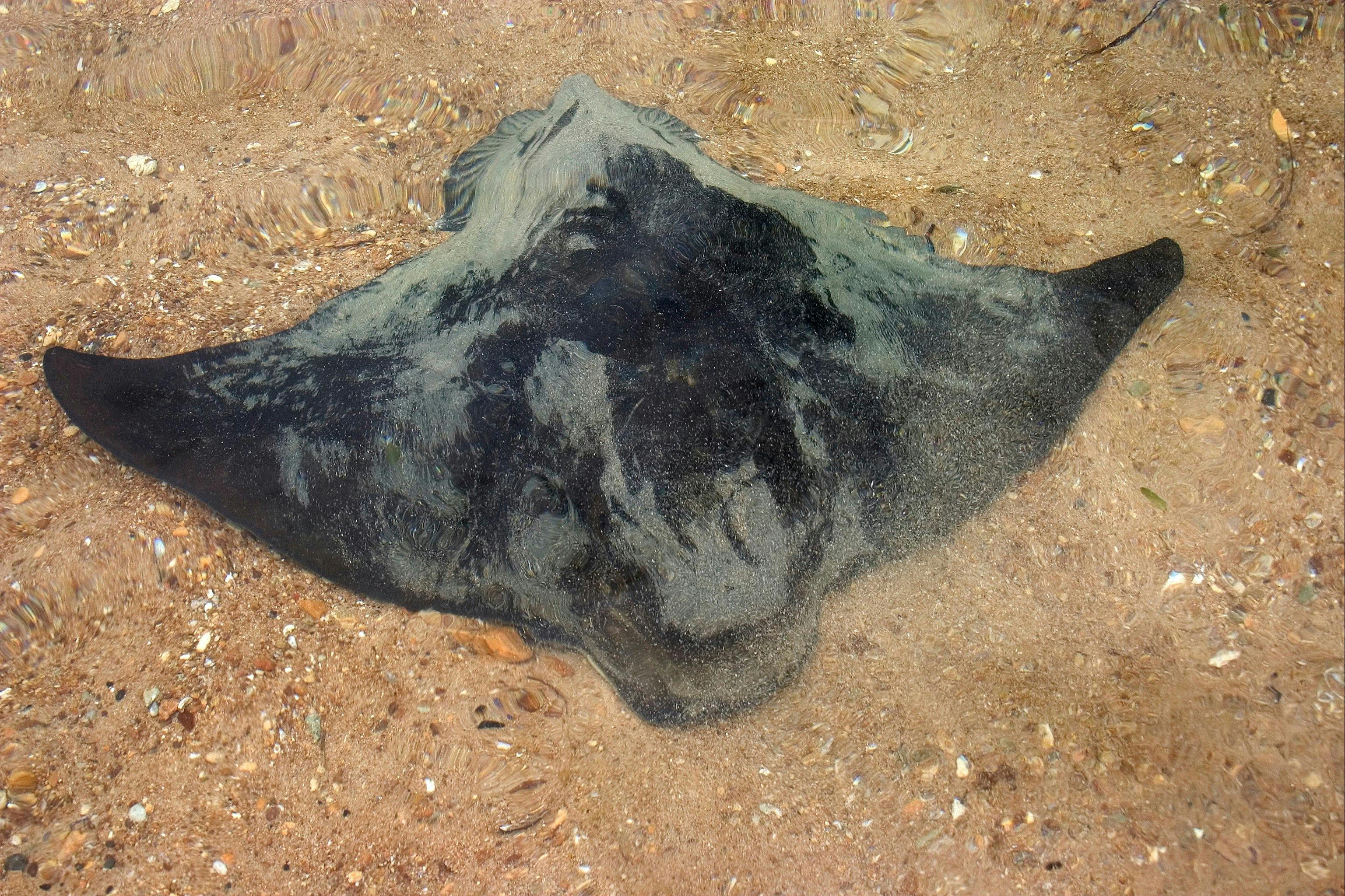 Eagle Ray - Broughton Island Port Stephens