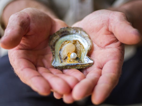 Broken Bay Pearl Farm
