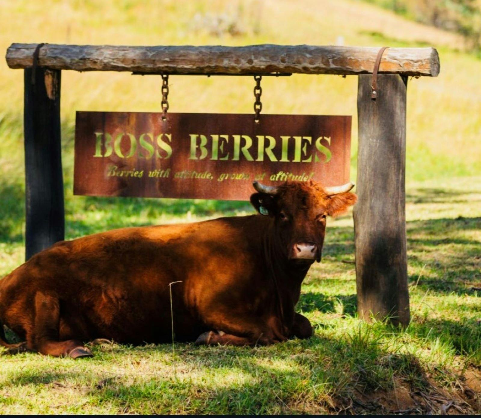 보스 베리 진입