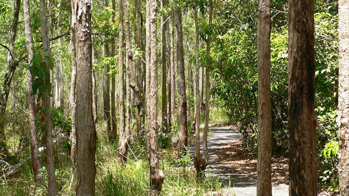 Track through open forest, Hallorans Hill
