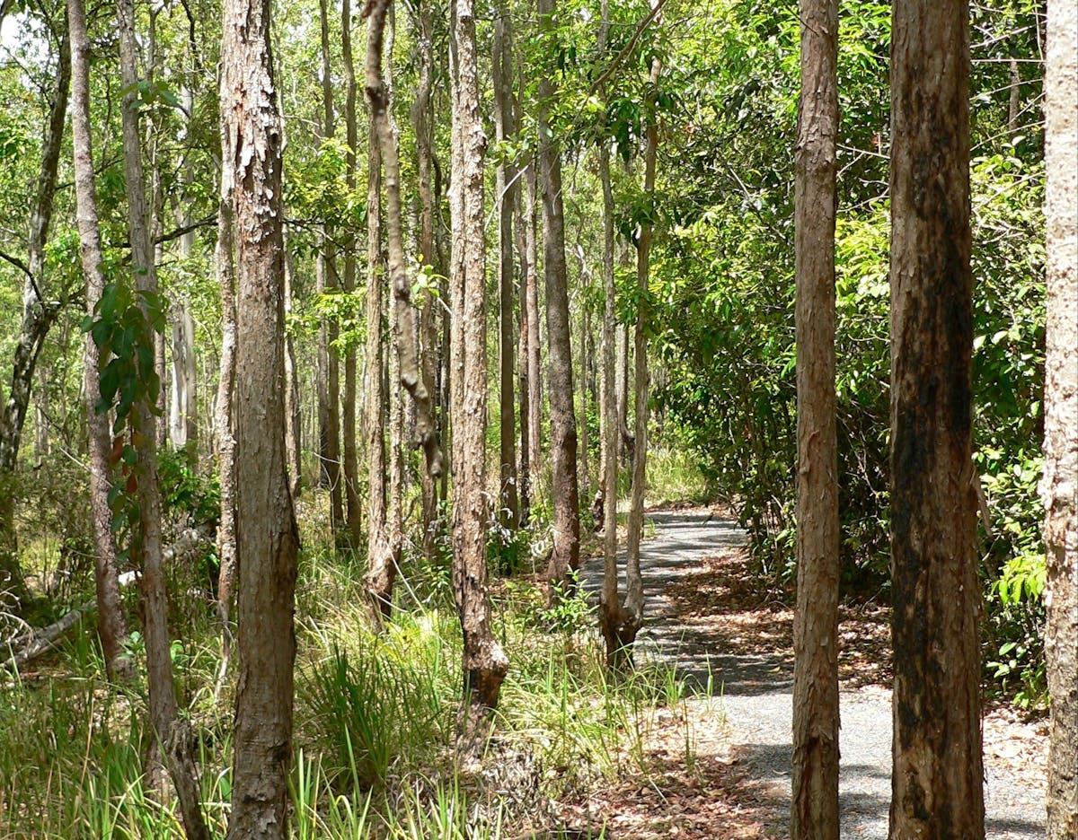 Track through open forest, Hallorans Hill