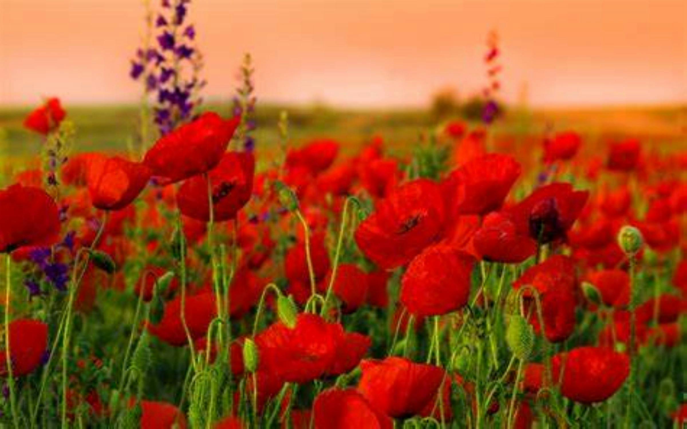 Anzac Day poppies