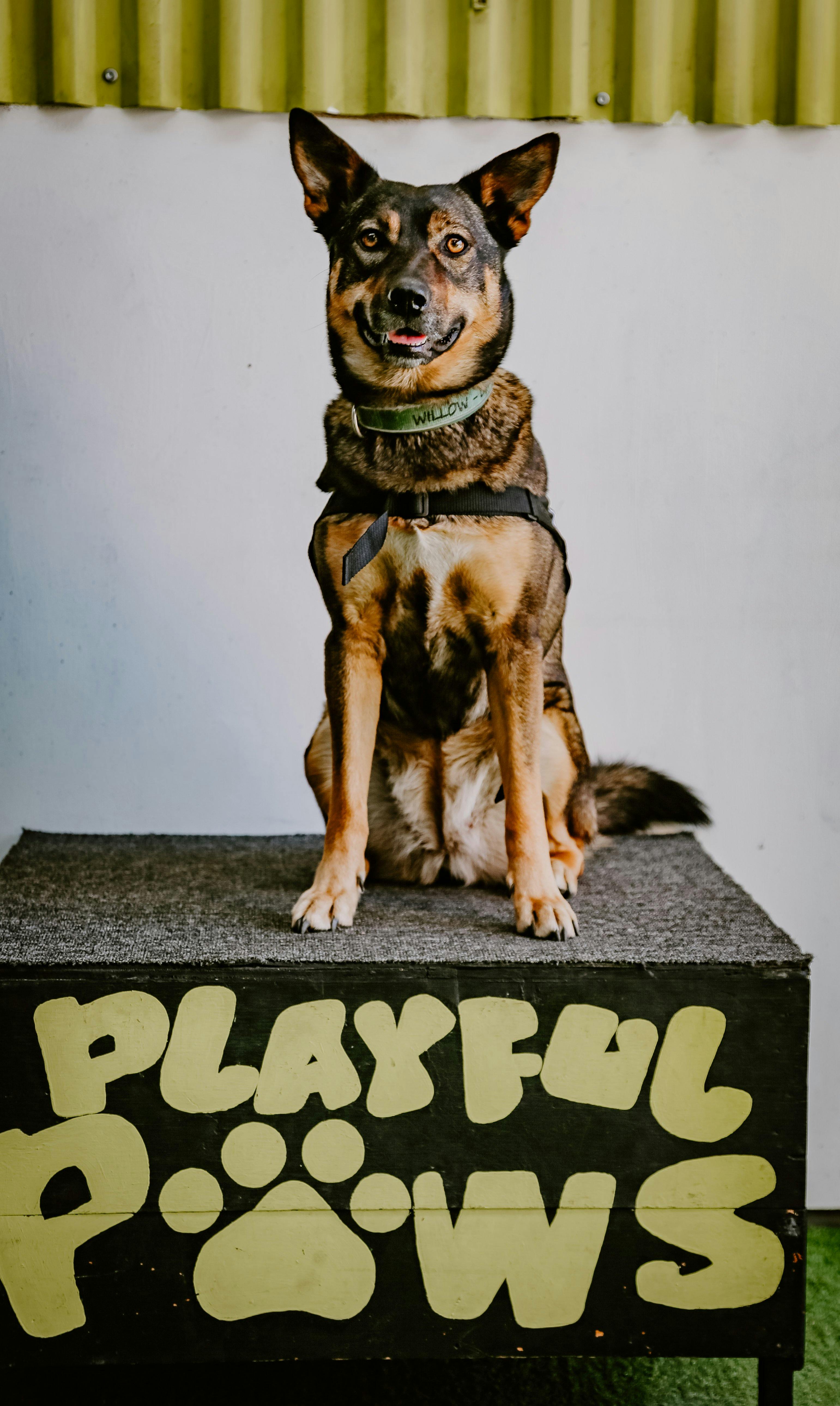 Dog