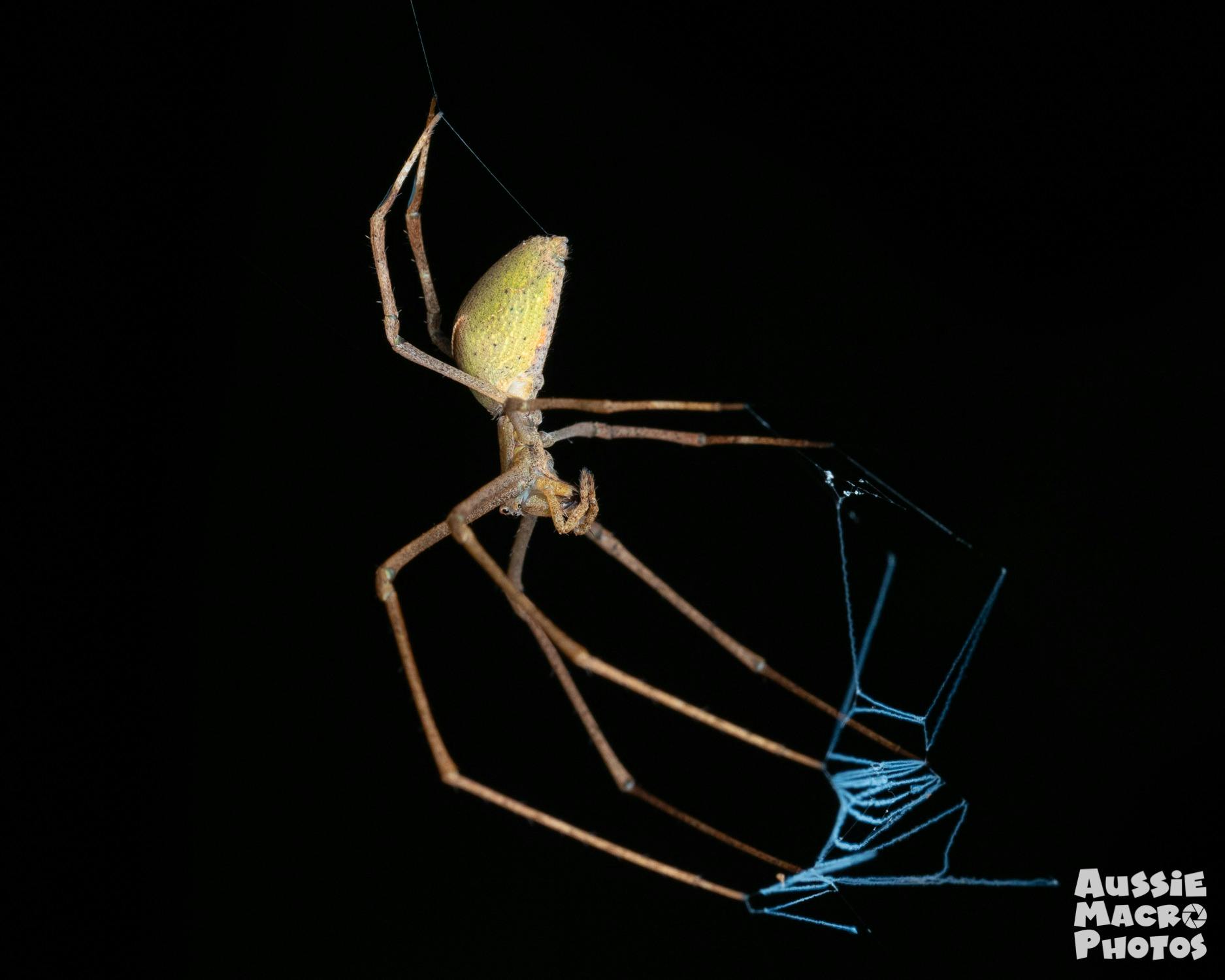 Net Casting Spider with Net