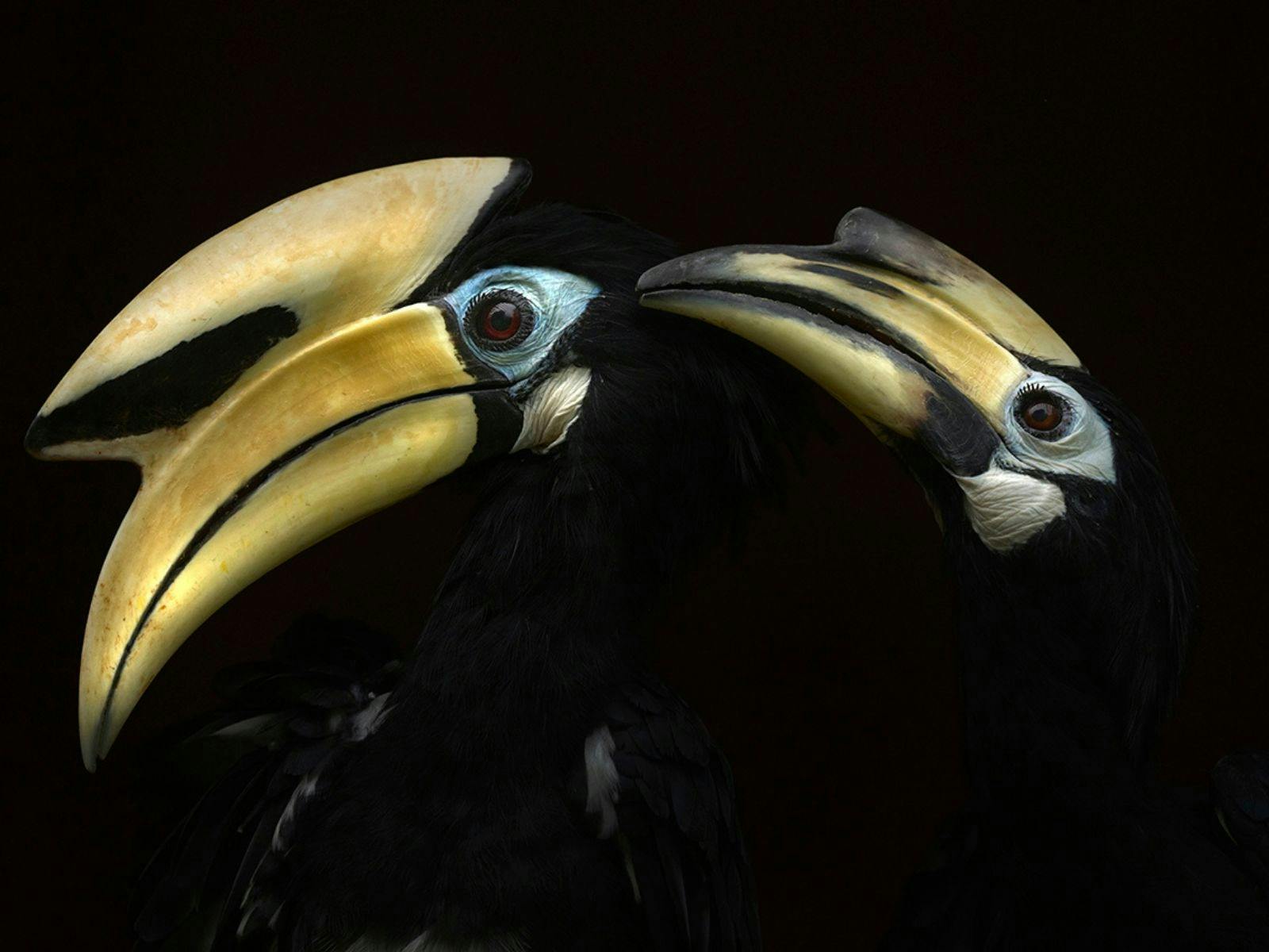 Wildlife Photographer of the Year