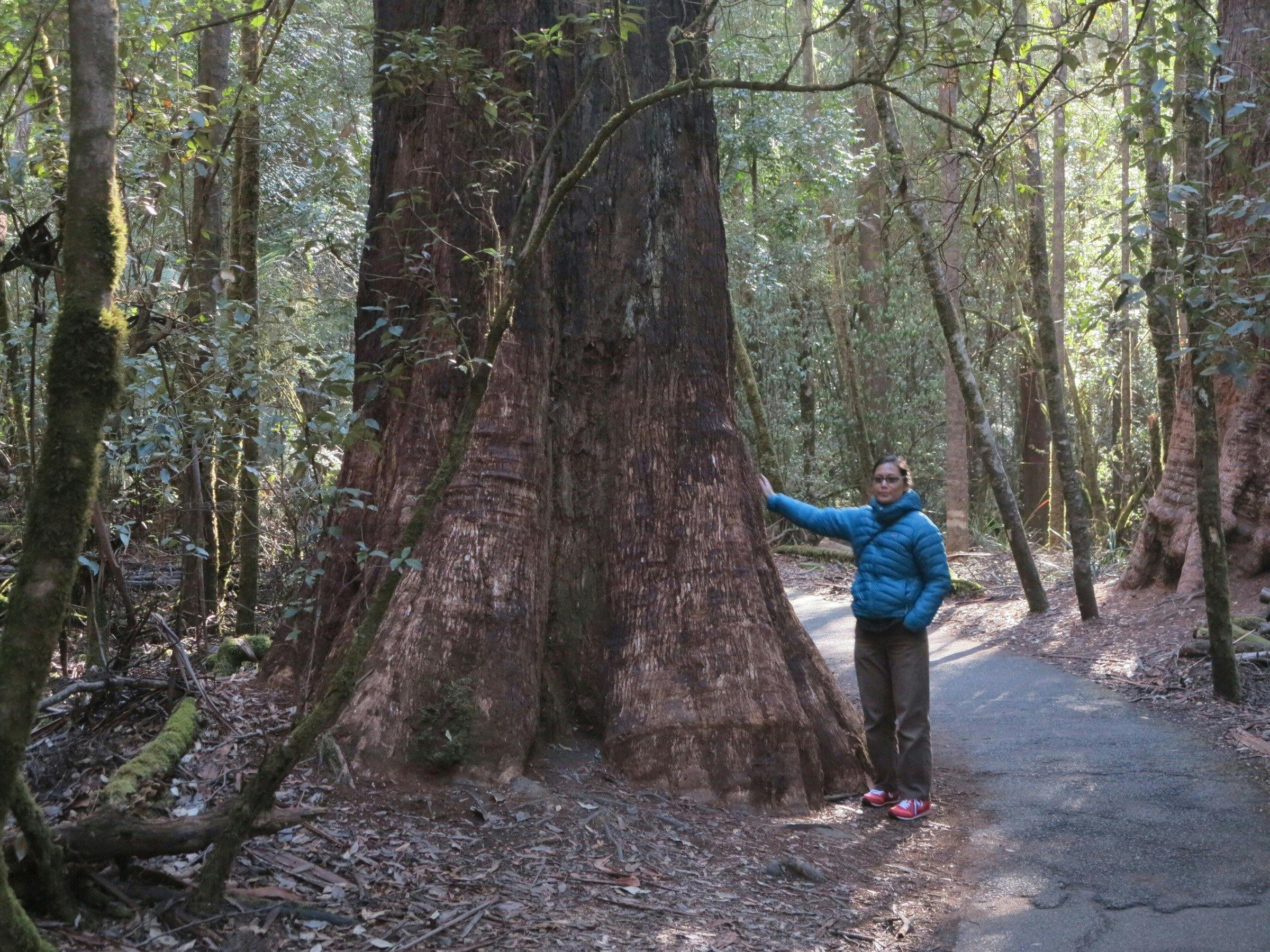 A tourist stands in the shadow of a trailside Eucalyptus tree