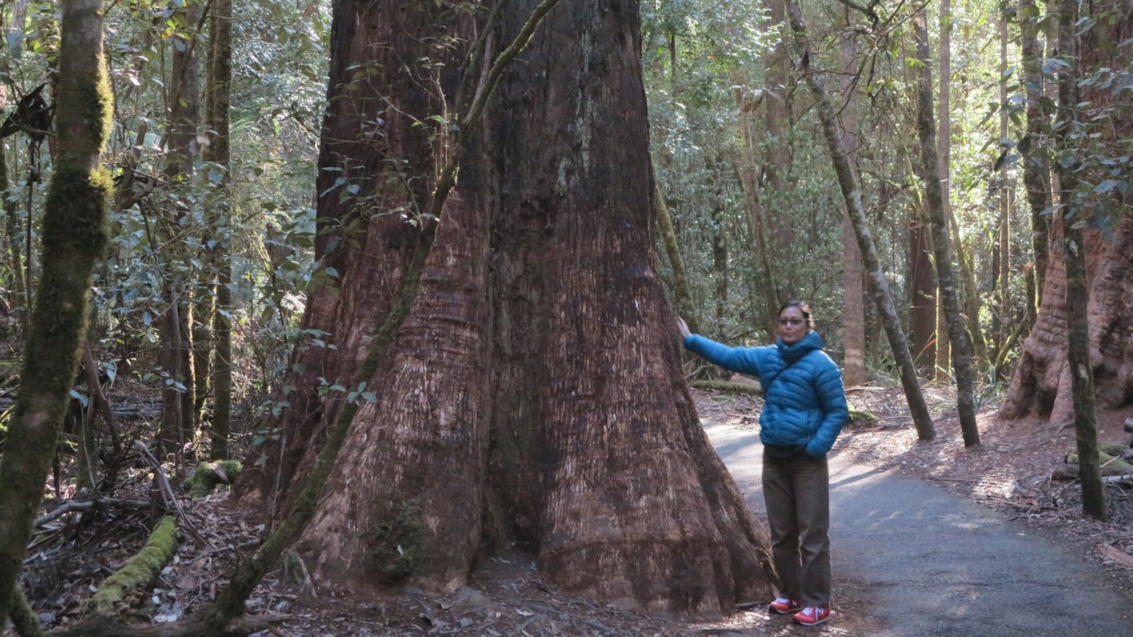 A tourist stands in the shadow of a trailside Eucalyptus tree