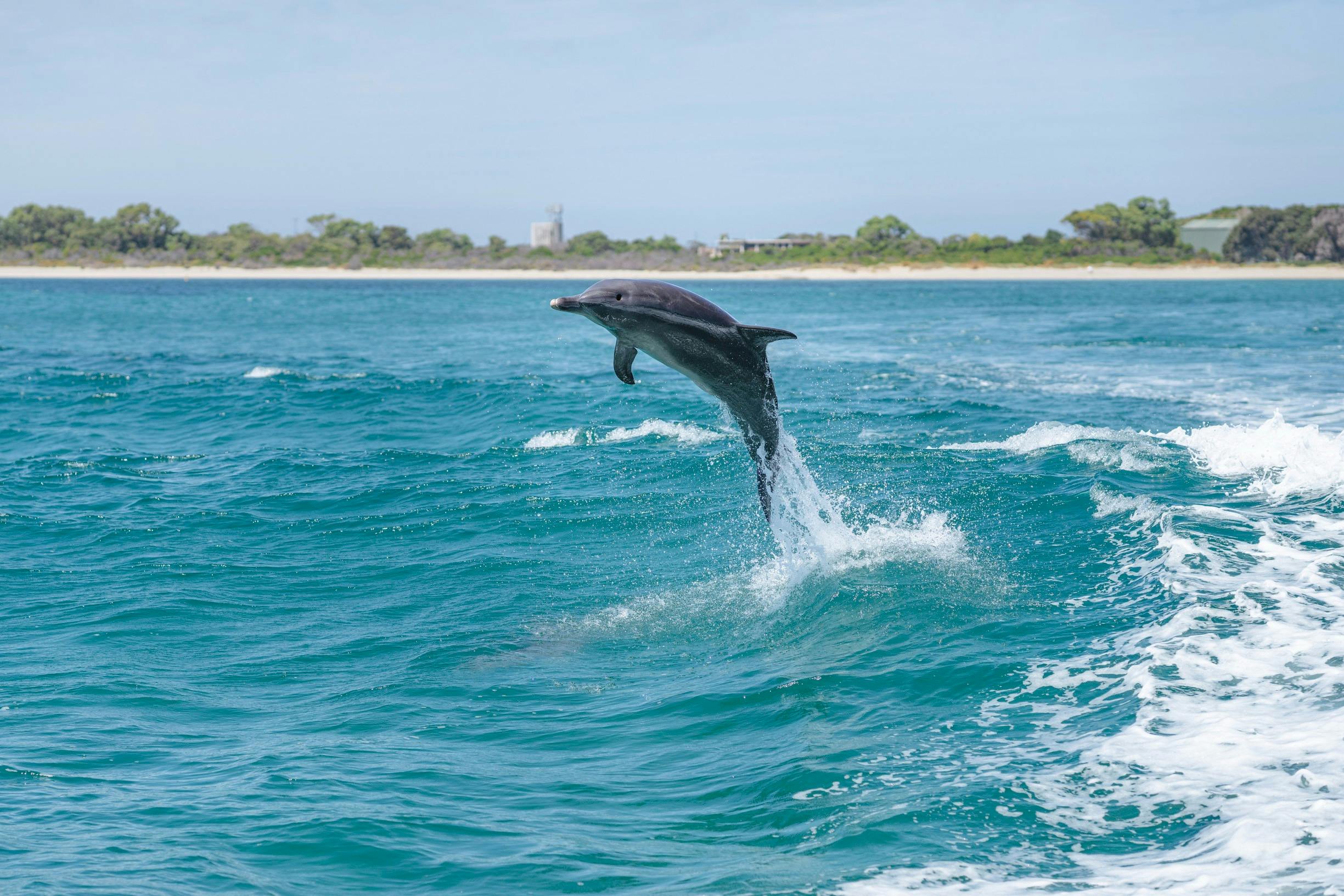 Dolphin spotted with Perth Wildlife Encounters in Rockingham