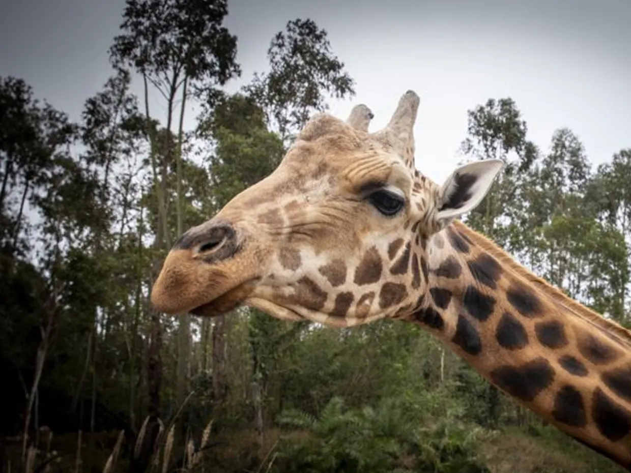 Go Wild at Oaks Sunshine Coast Seaforth Resort!