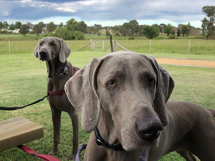 Two dogs on leads at the pet-friendly Deepwater Brewing