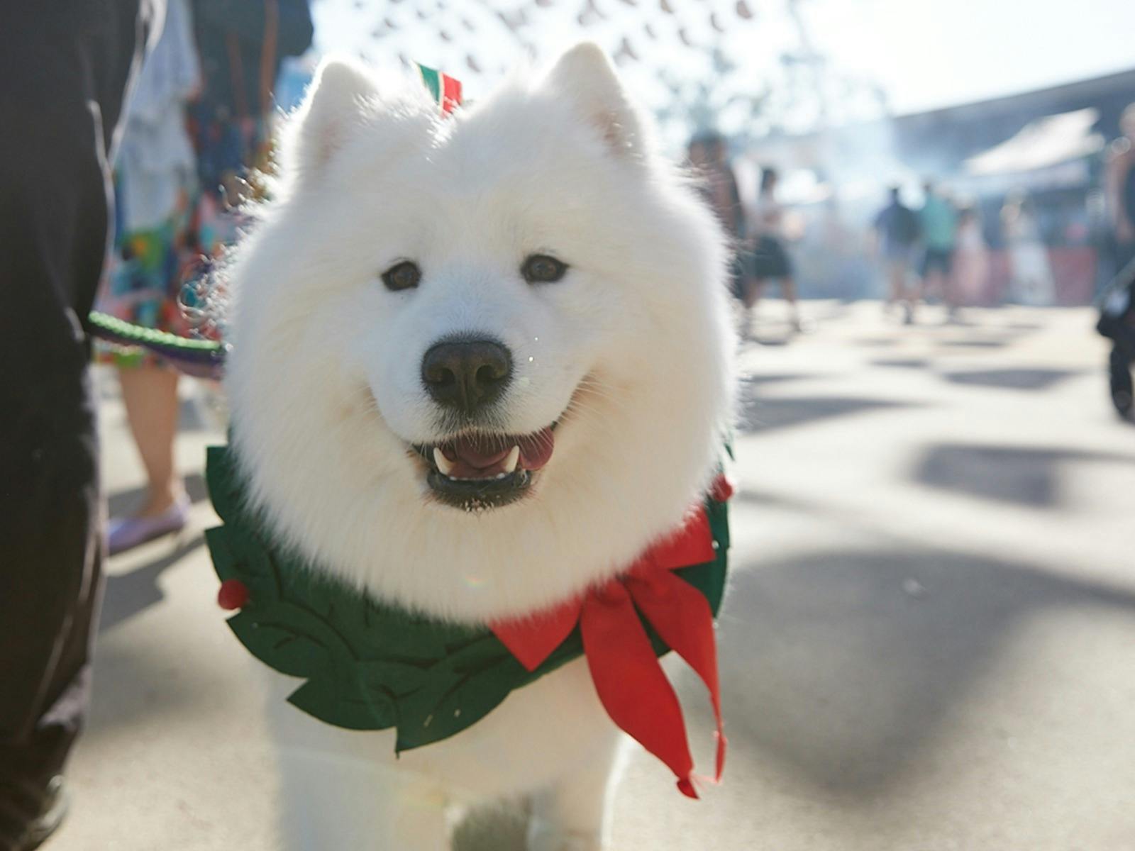Christmas Festival