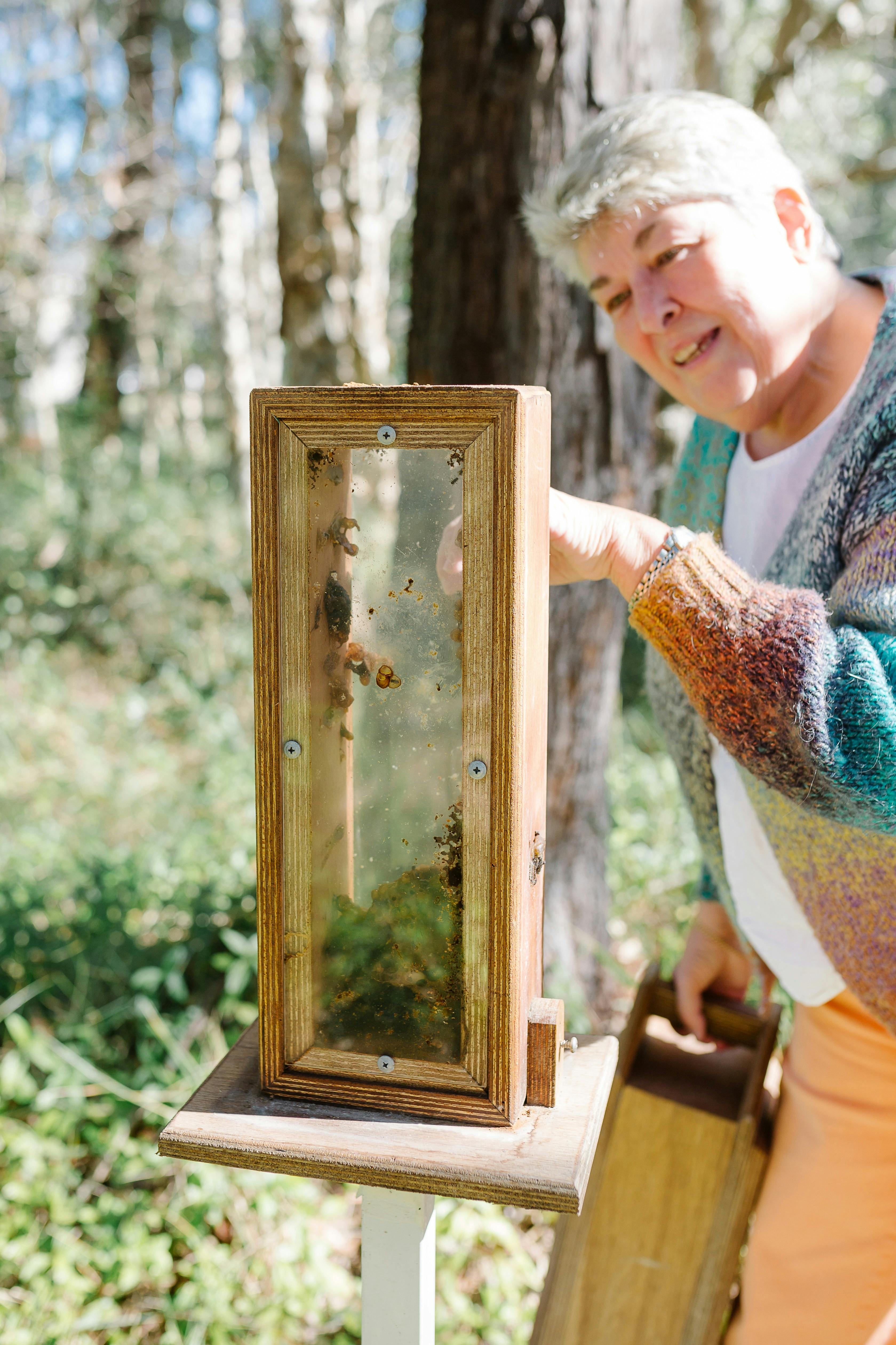 Inspecting a Native Bee Hive