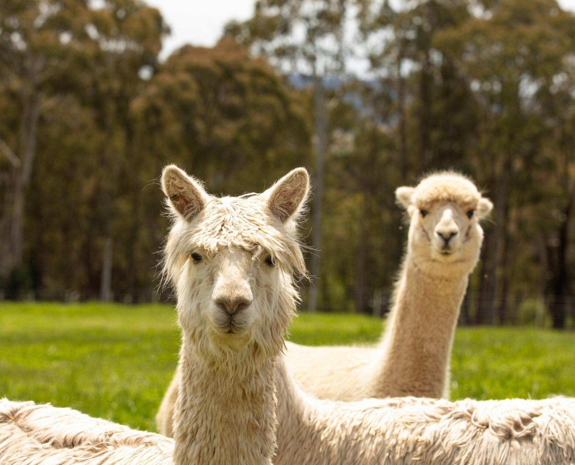 Two alpaca's at a farm
