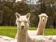 Two alpaca's at a farm