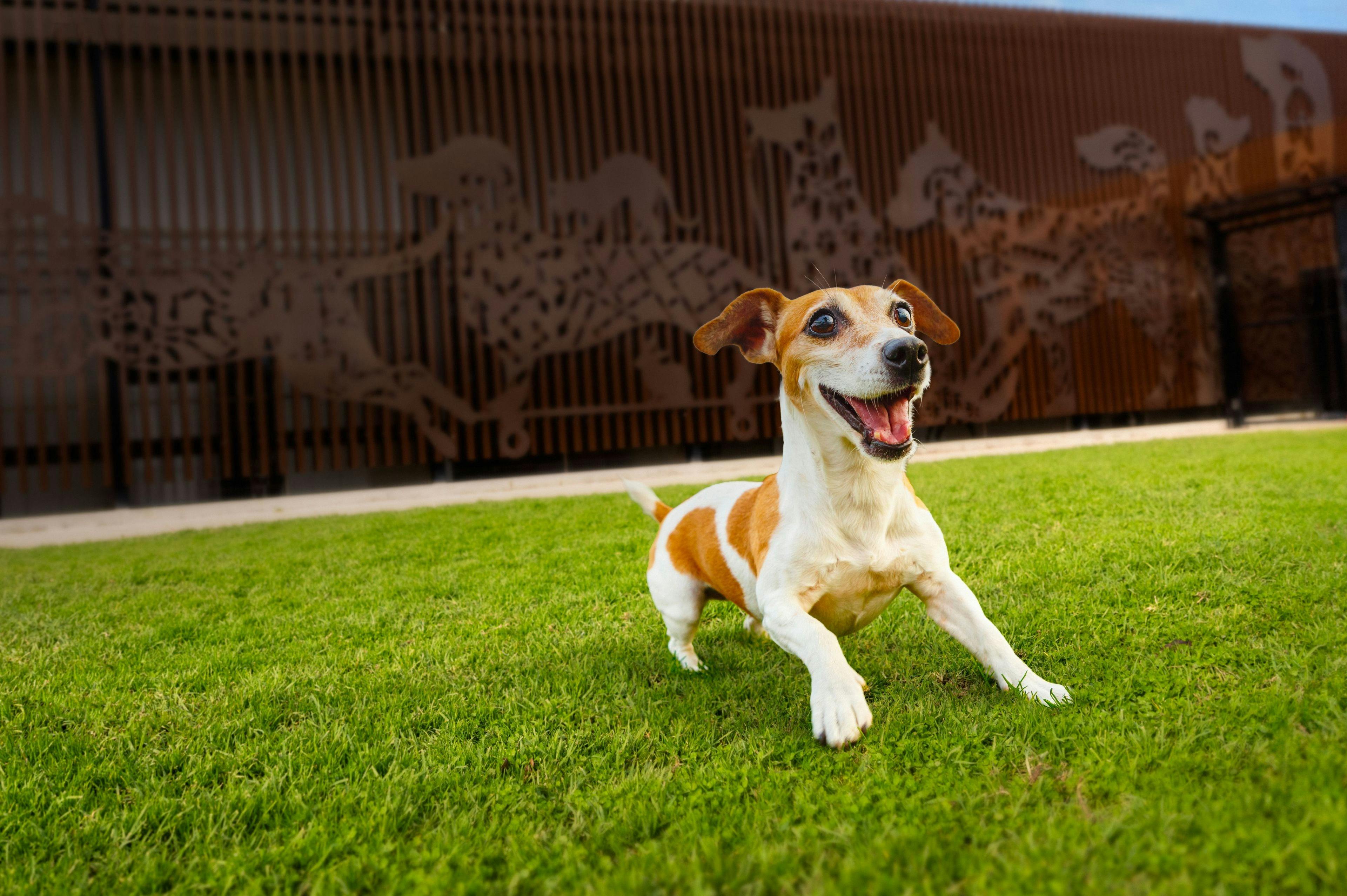 Our large outdoor play area, Central Bark