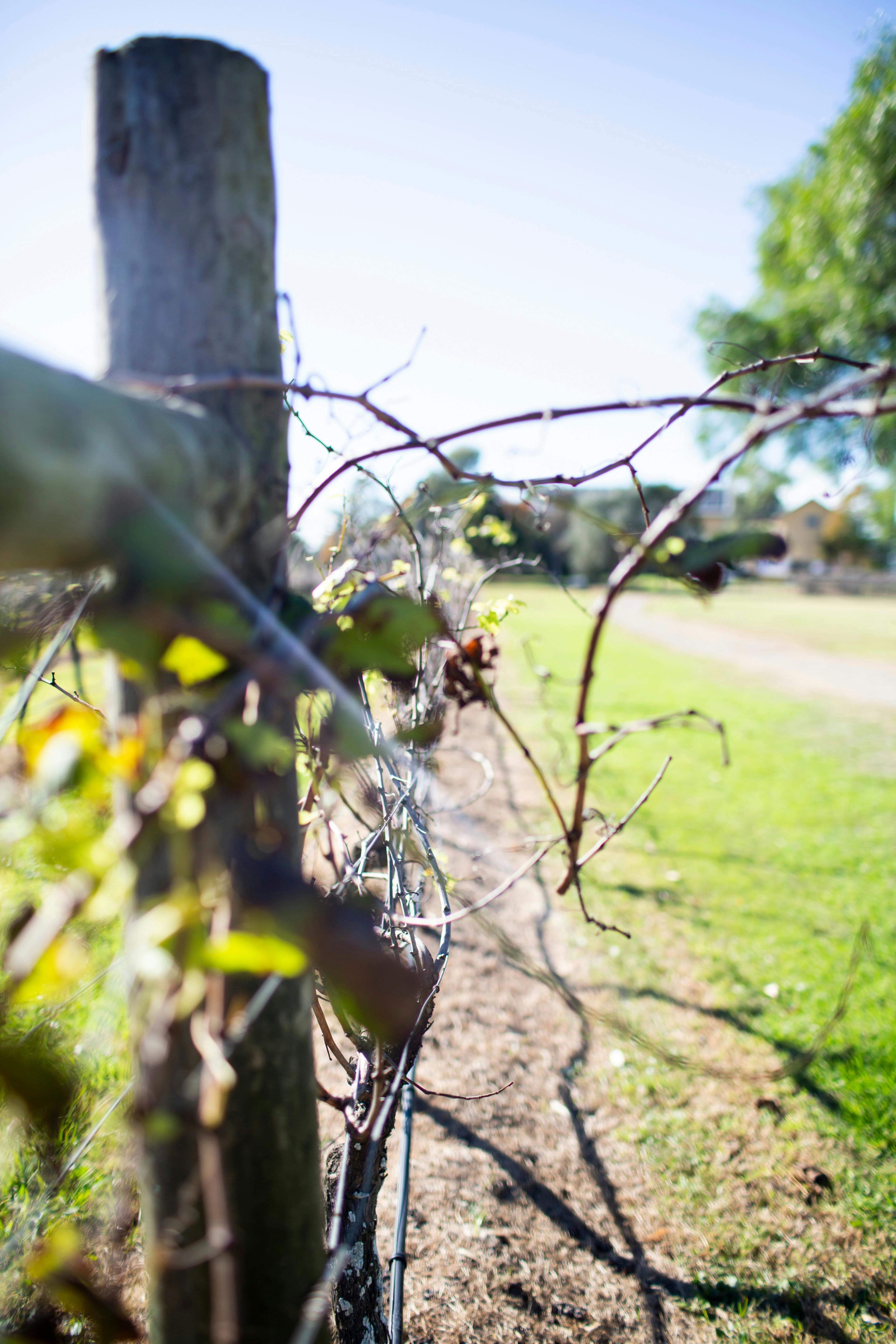 Tranquil Vale Vineyard