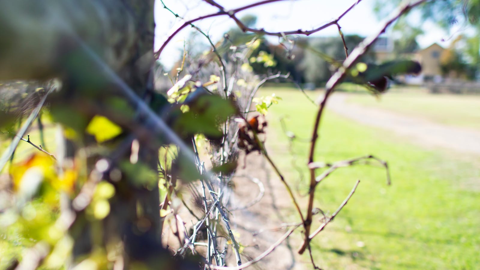 Tranquil Vale Vineyard