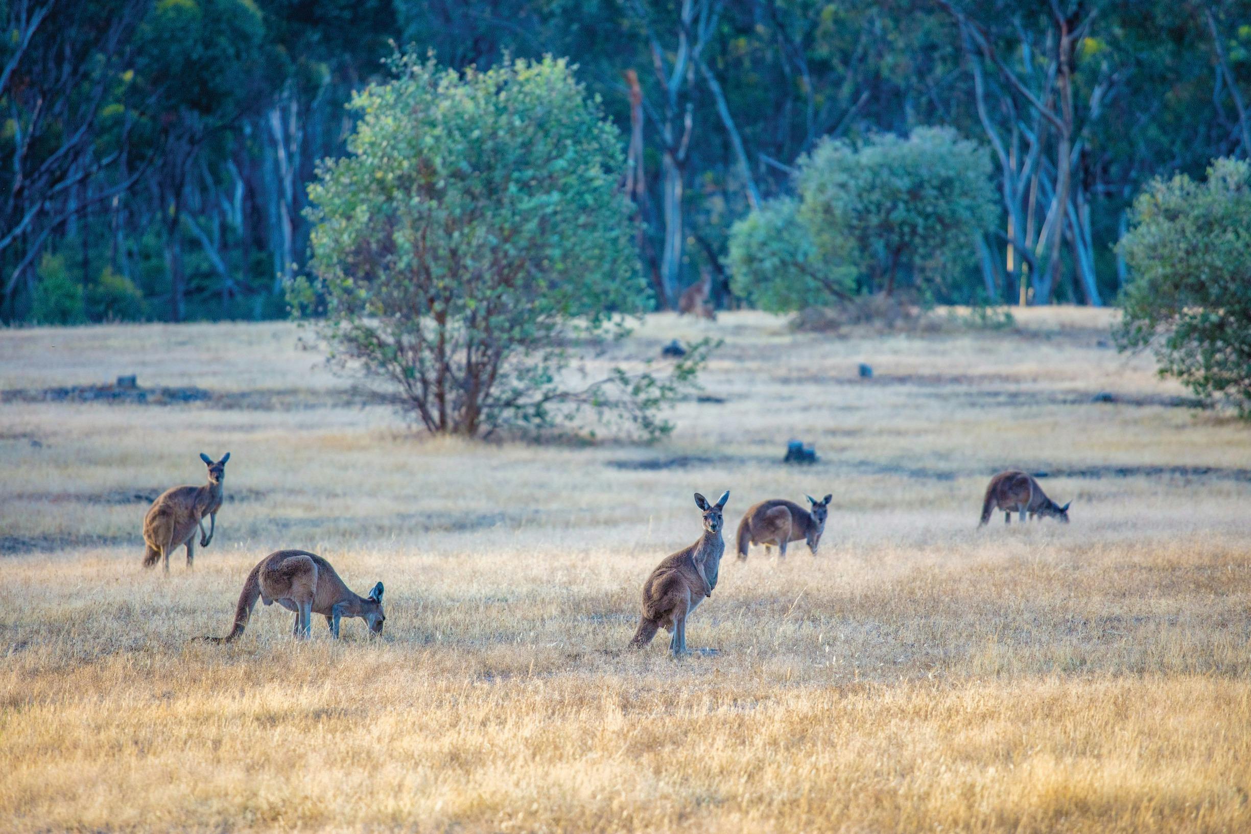 Dryandra Woodland, near Narrogin